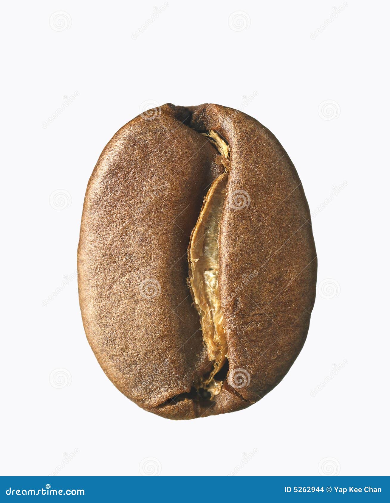single coffee bean
