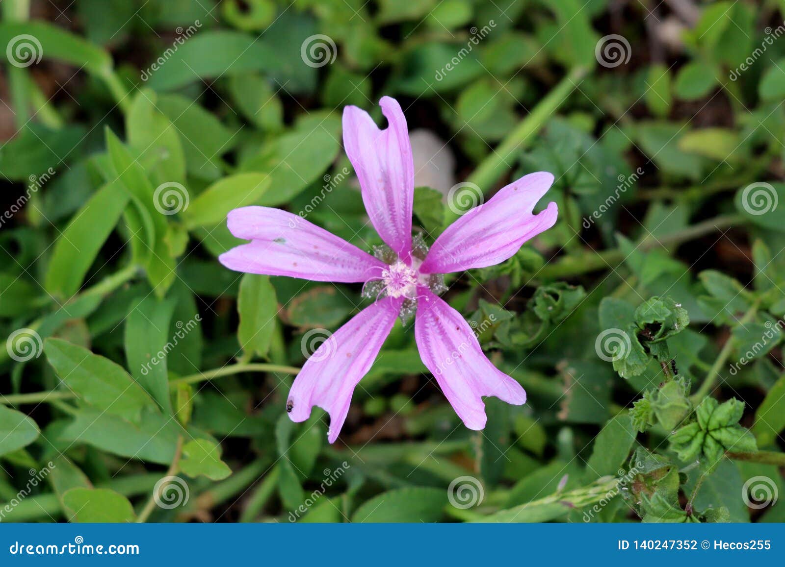 Single Common Mallow Or Malva Sylvestris Spreading Herb Plant With Bright Pinkish Purple With Dark Stripes Flower Growing In Local Stock Photo Image Of Warm Stripes 140247352