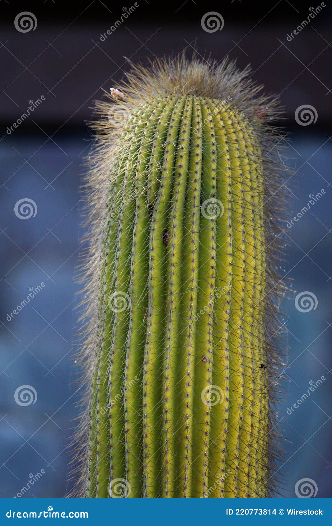 single cone cactus with longs fine thorns