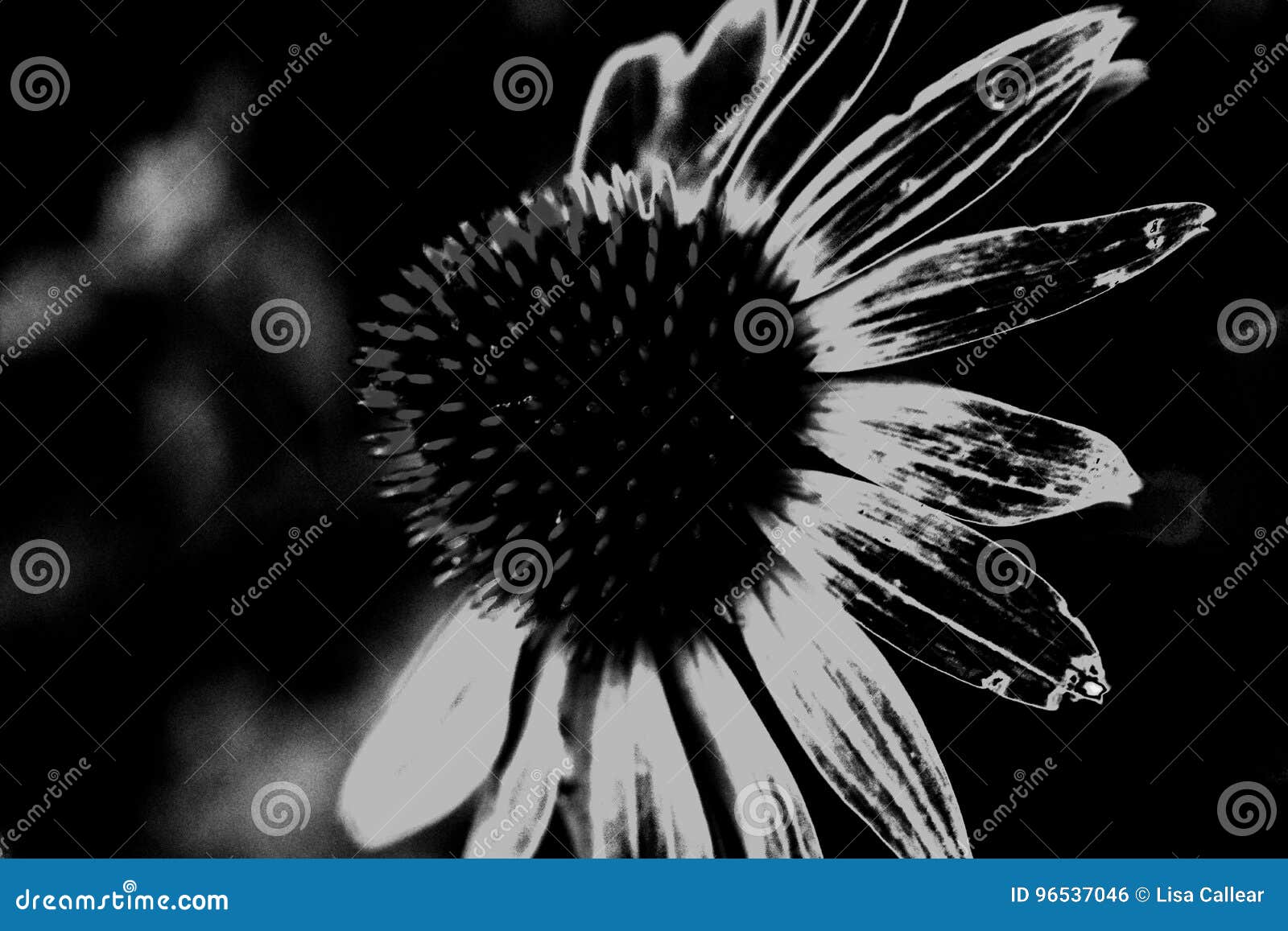 Single Cone Flower Black and White Stock Photo Image of blooming