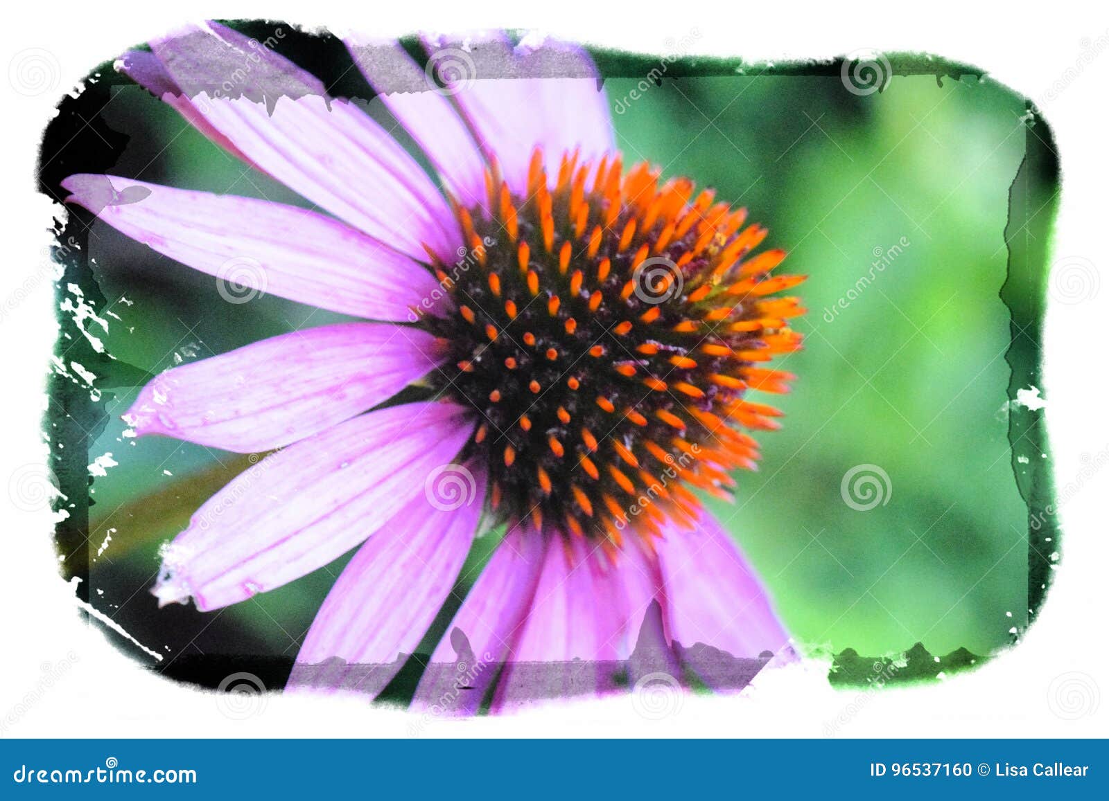 Single Cone Flower Black and White Stock Photo Image of floral