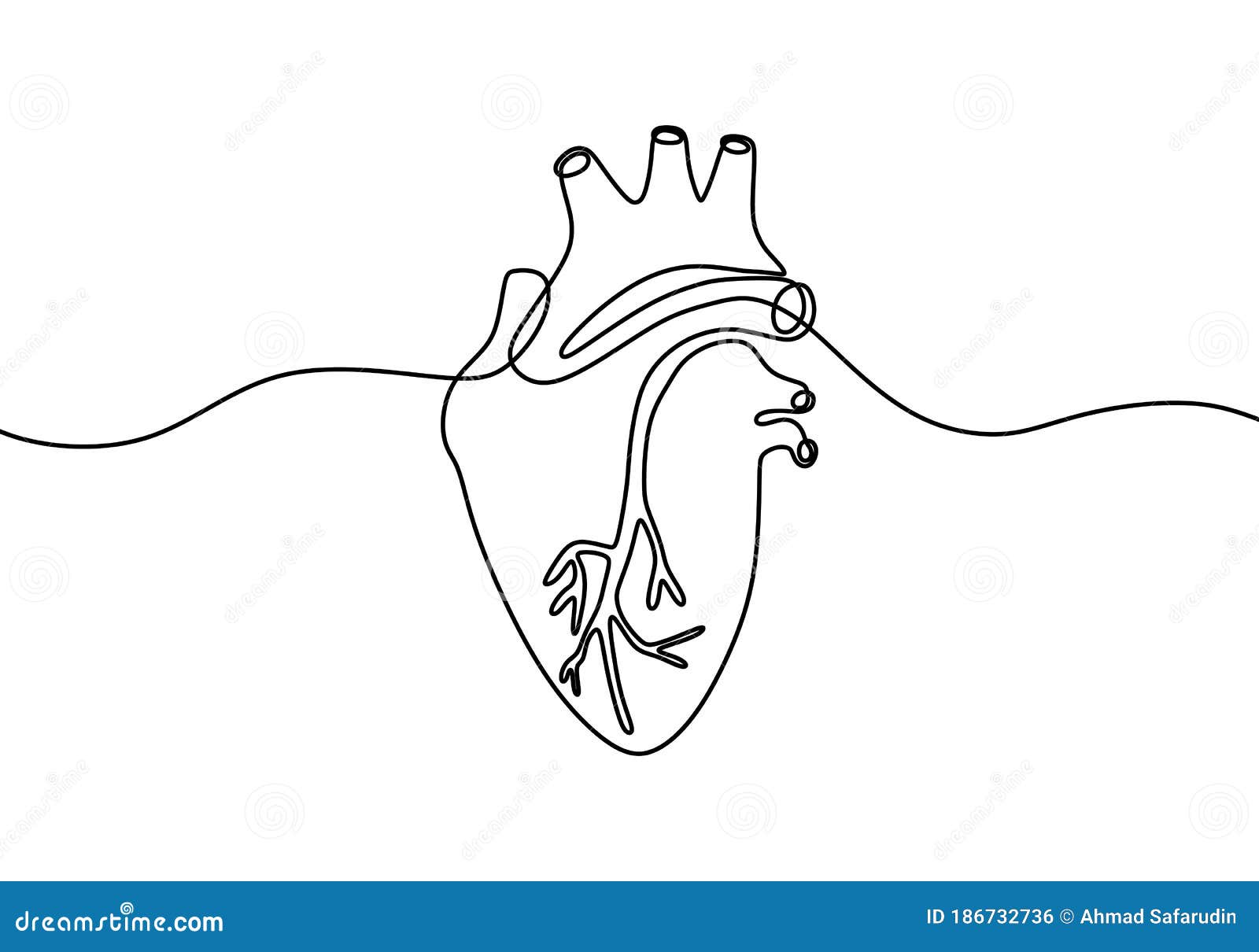 single continuous line art anatomical human heart silhouette.  heart on white background. healthy medicine concept 