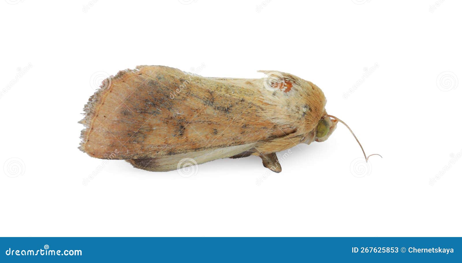 Single Corn Earworm Moth Isolated on White Stock Image Image of legs, isolated 267625853