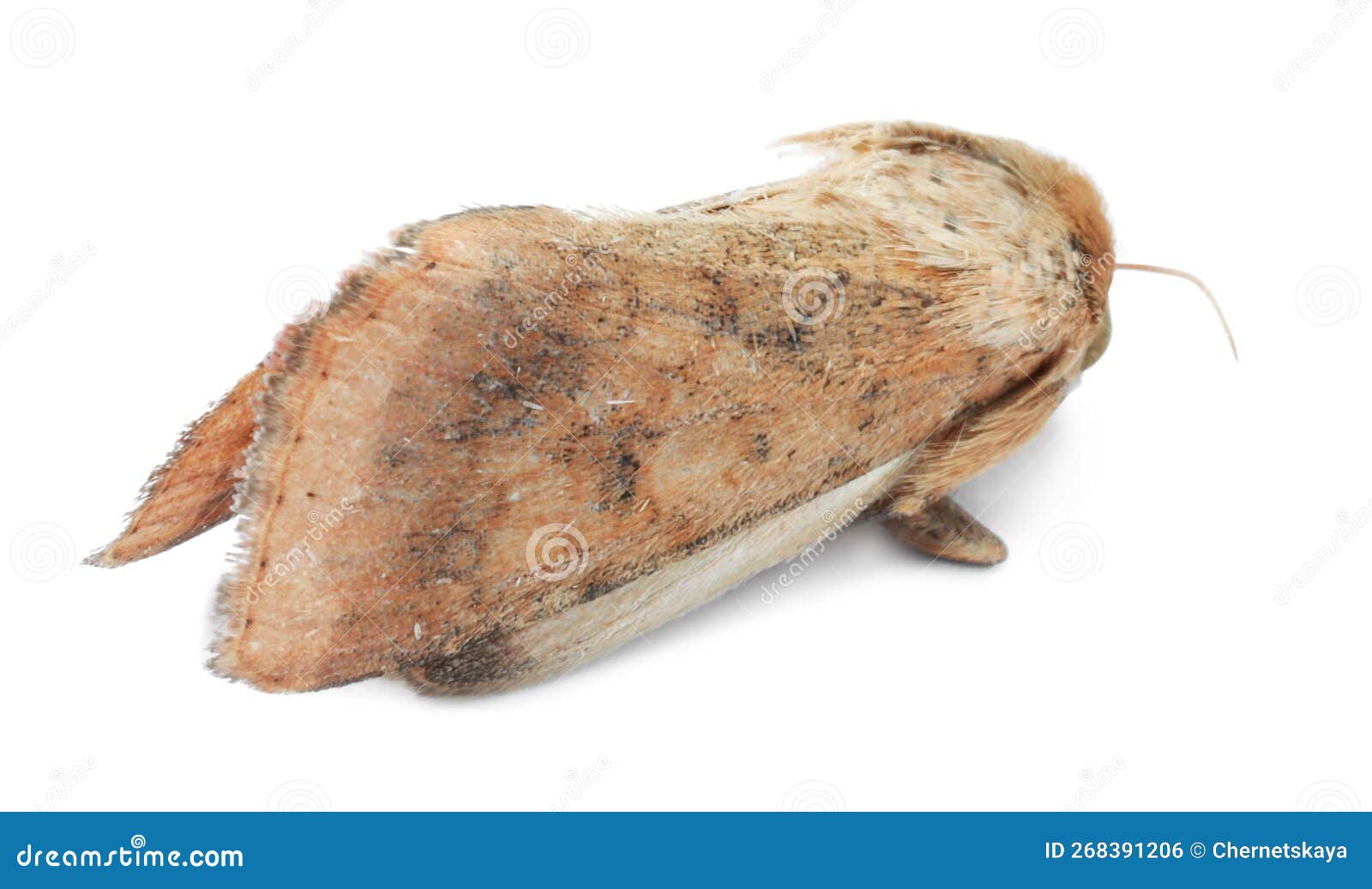 Single Corn Earworm Moth Isolated on White Stock Photo Image of butterfly, earworm 268391206