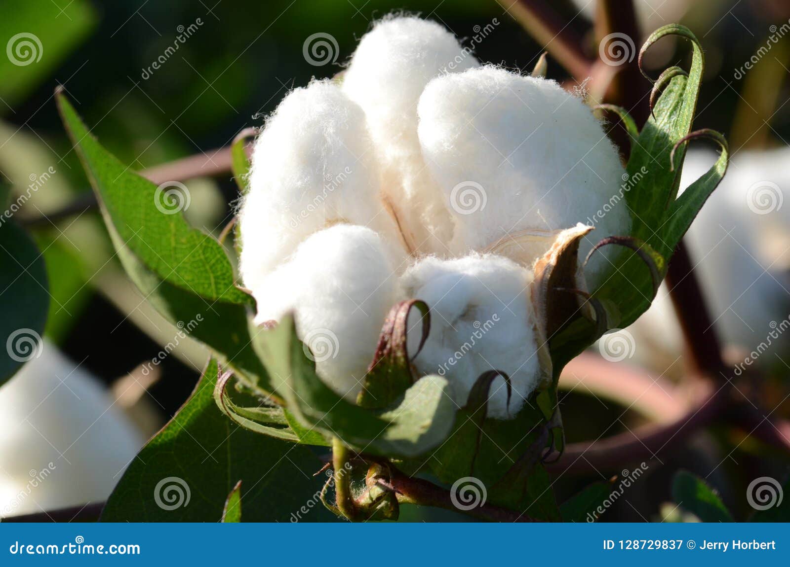 Single Cotton Boll on Plant Stock Image Image of ready, barrel 128729837