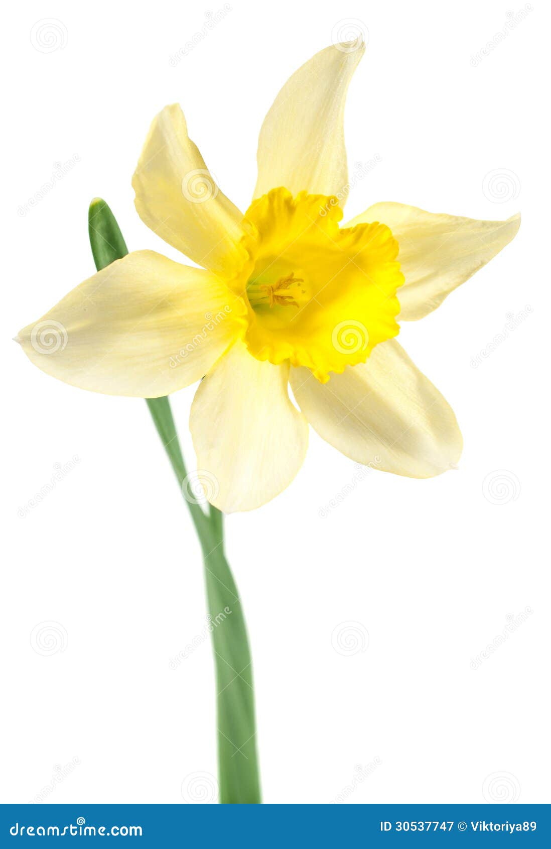 Single daffodil stock image. Image of season, stalk, daffodil - 30537747