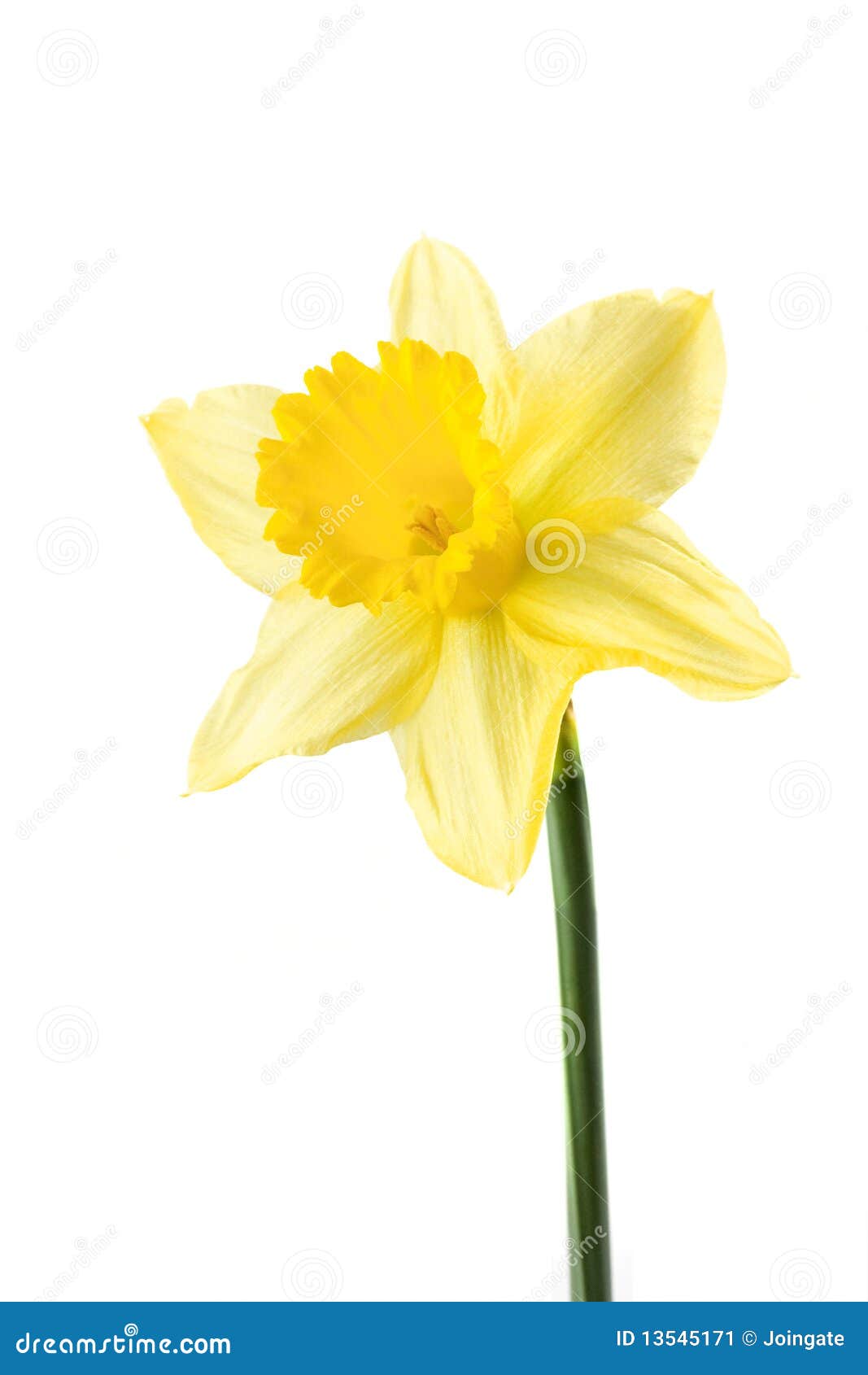 Single daffodil.