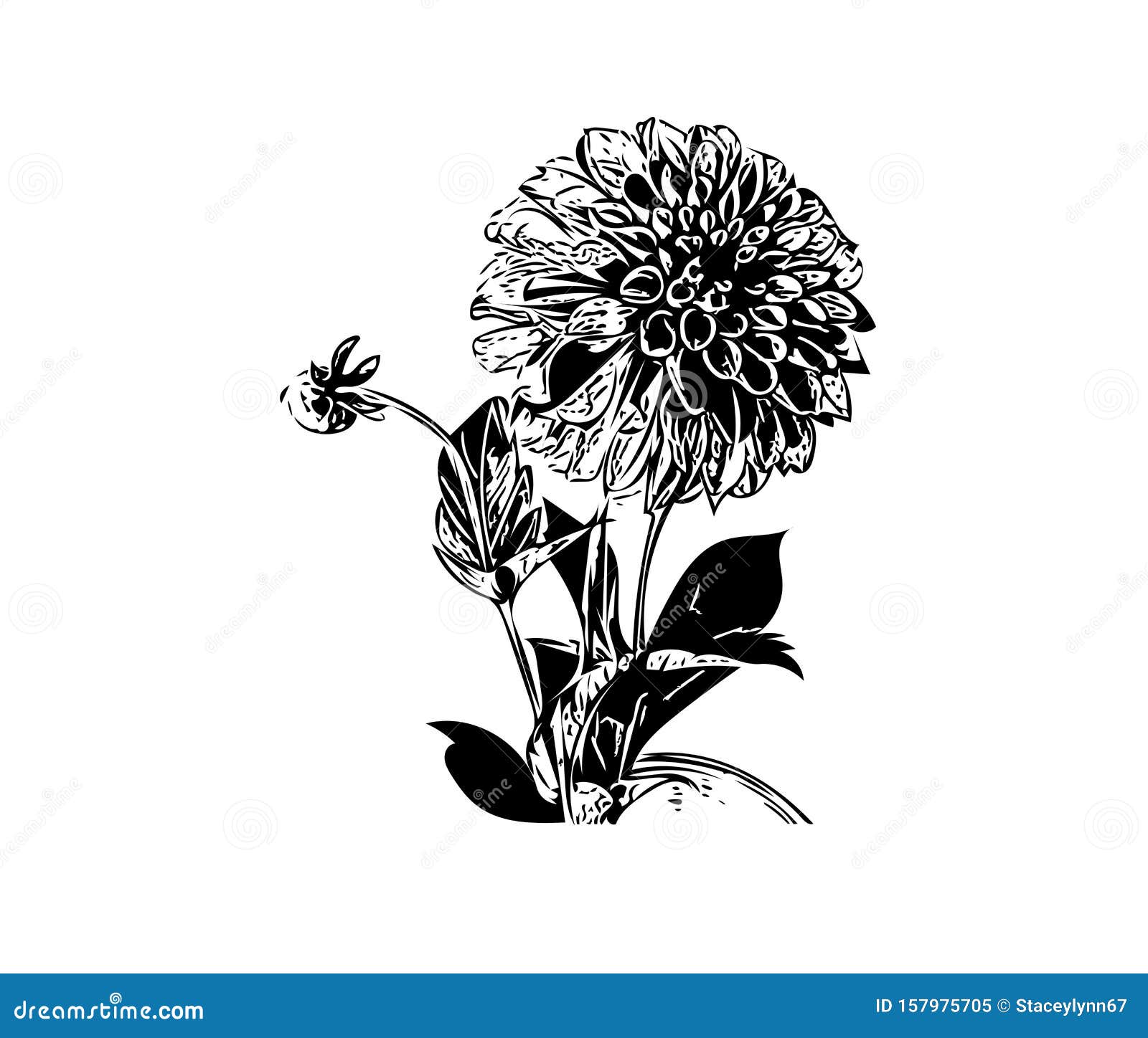 Single Dahlia Flower Drawing Stock Illustration Illustration Of Background Tender 157975705