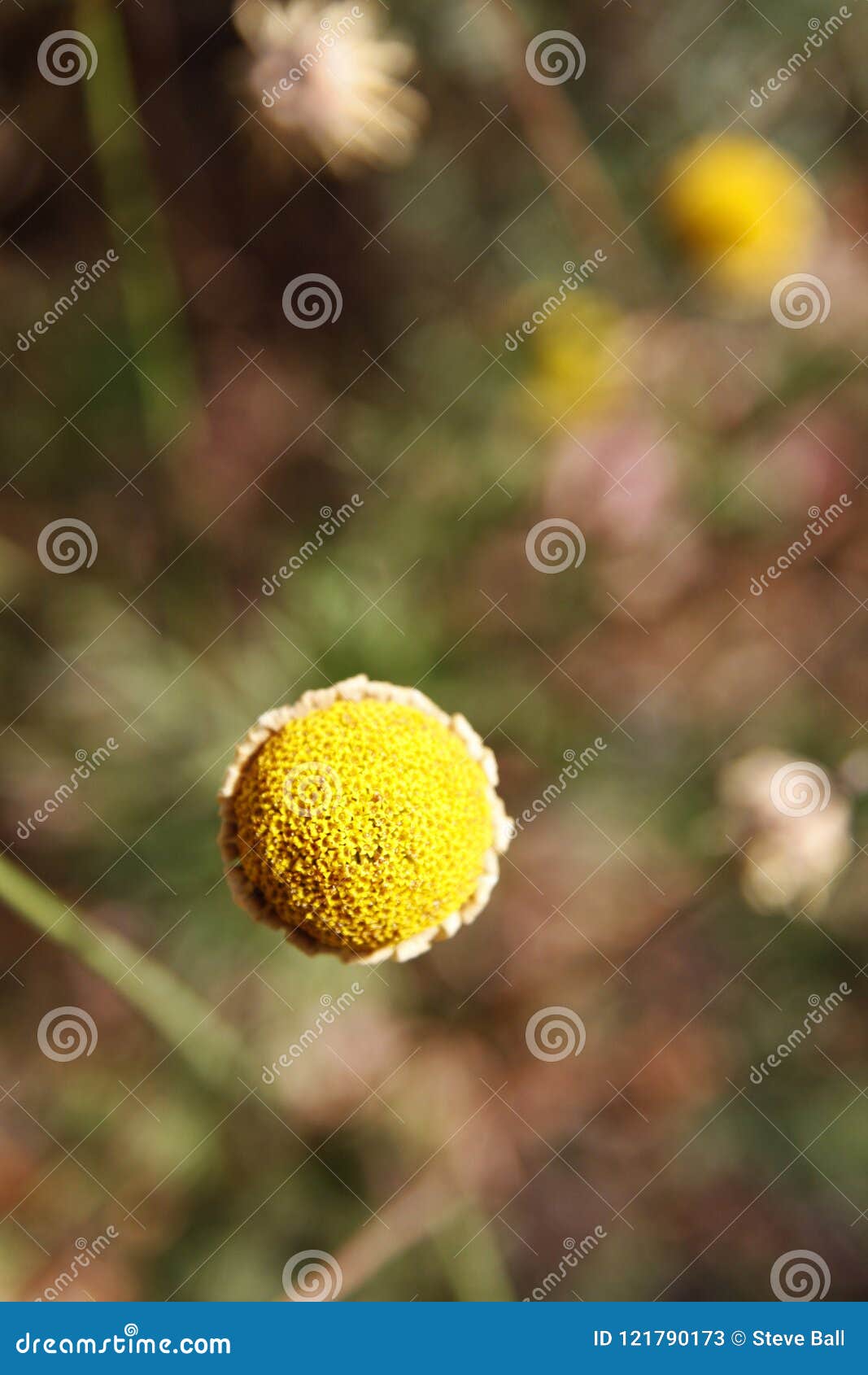 Single Daisy with No Petals Stock Image Image of yellow, flower