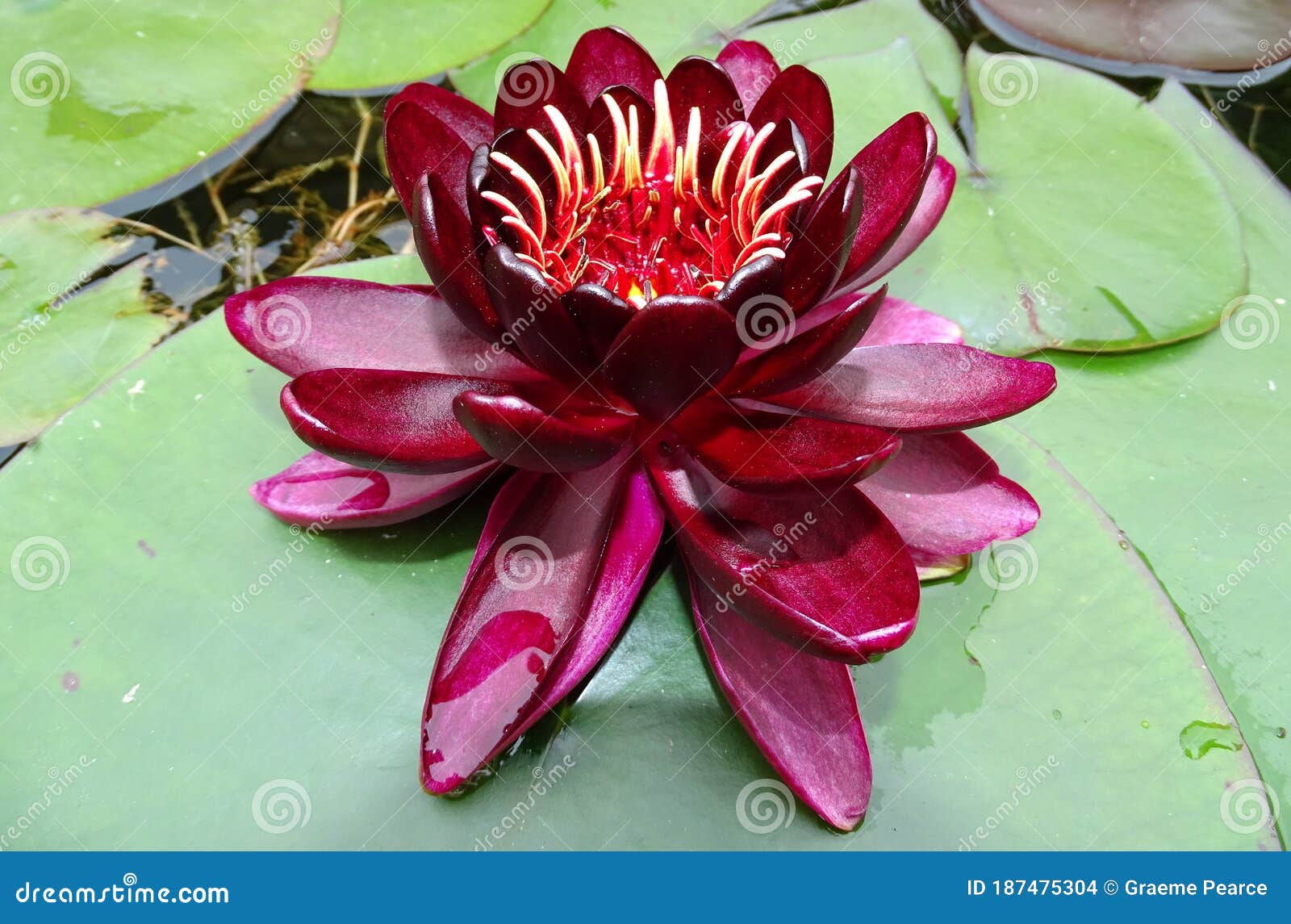 A Single Dark Colored Water Lily Flower. Stock Photo Image of color