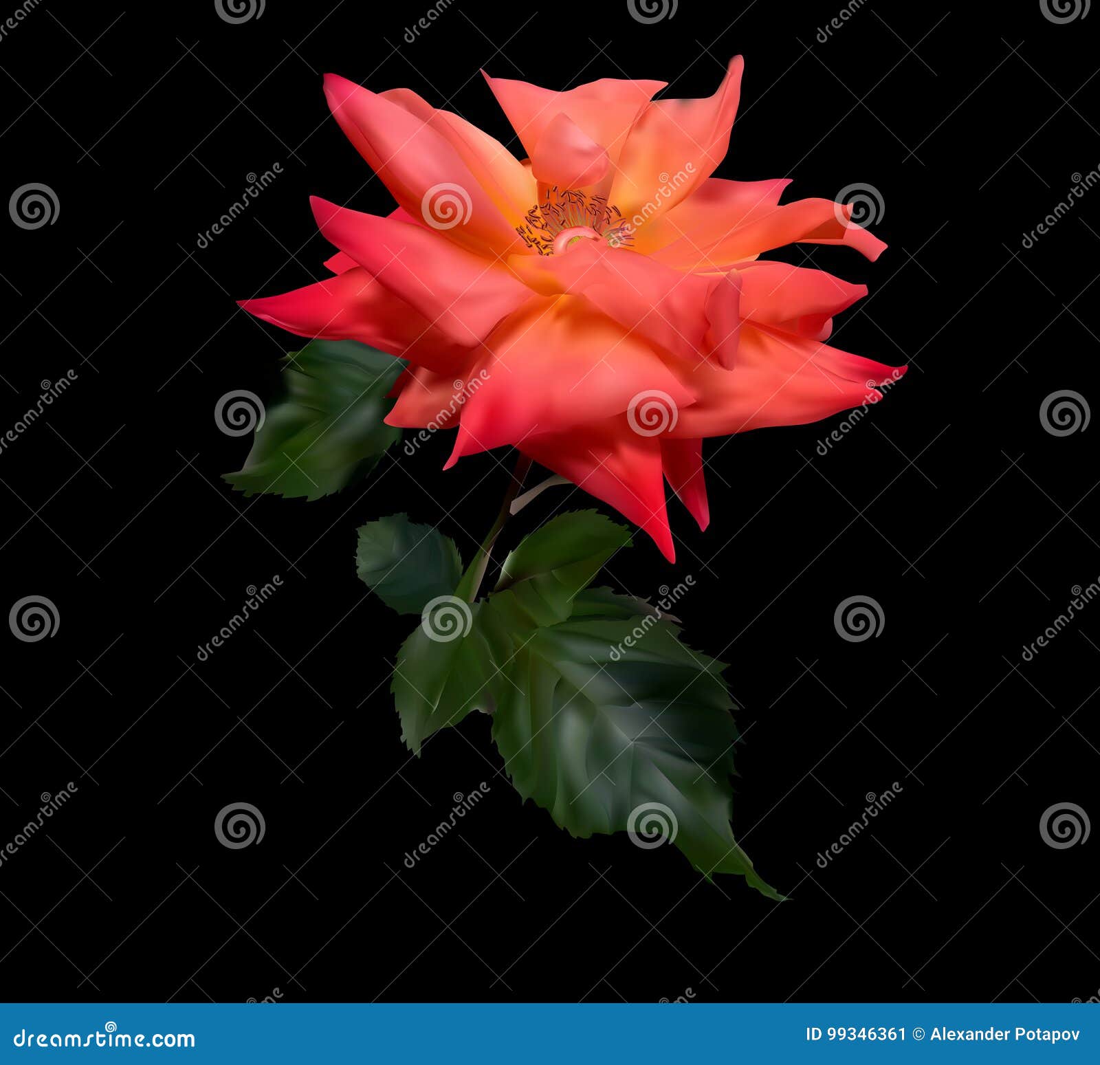Single Dark Orange Rose on Black Background Stock Vector Illustration of flowers, isolated