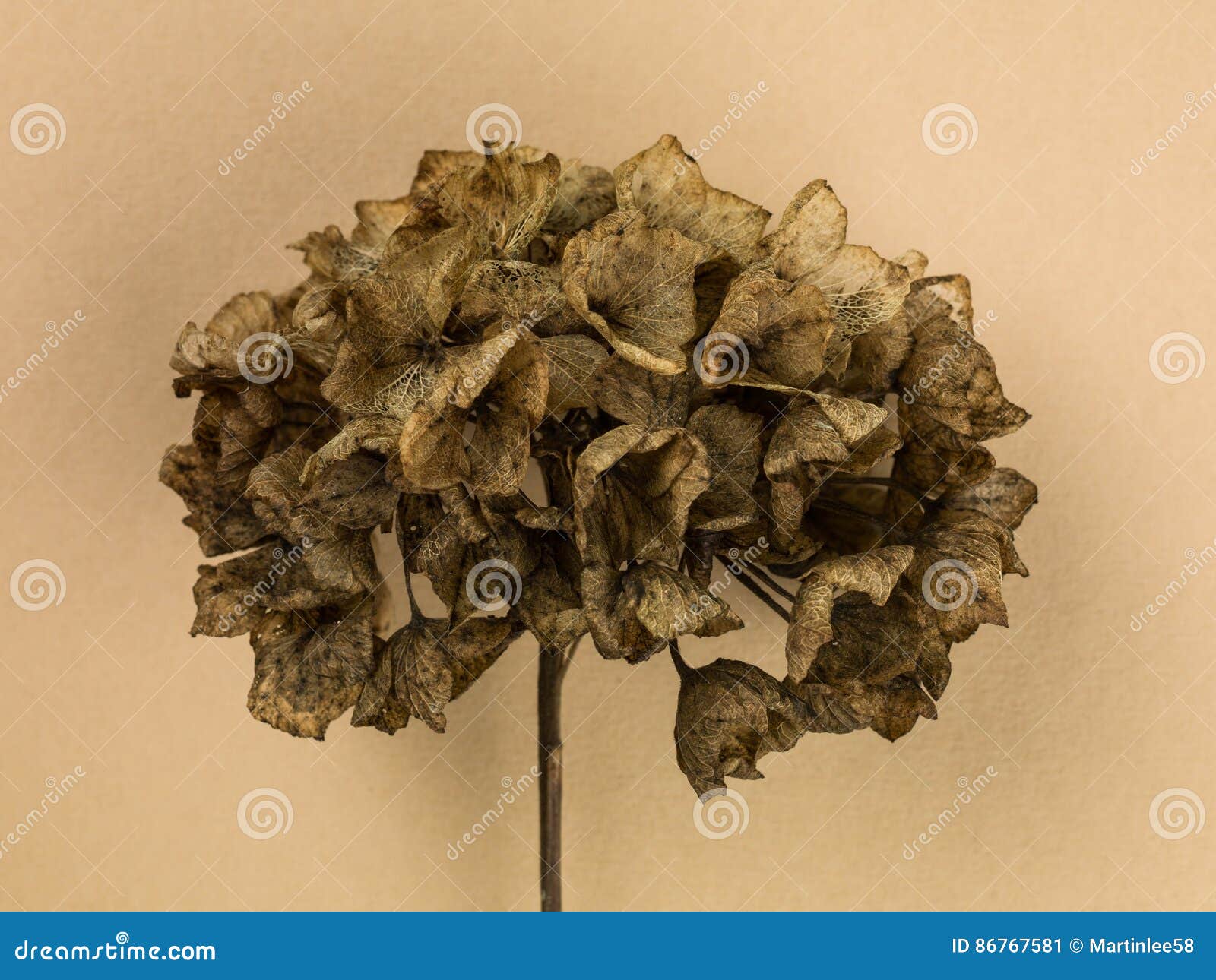 Single Dead Decaying Hydrangea Flower Head Stock Image Image of decay