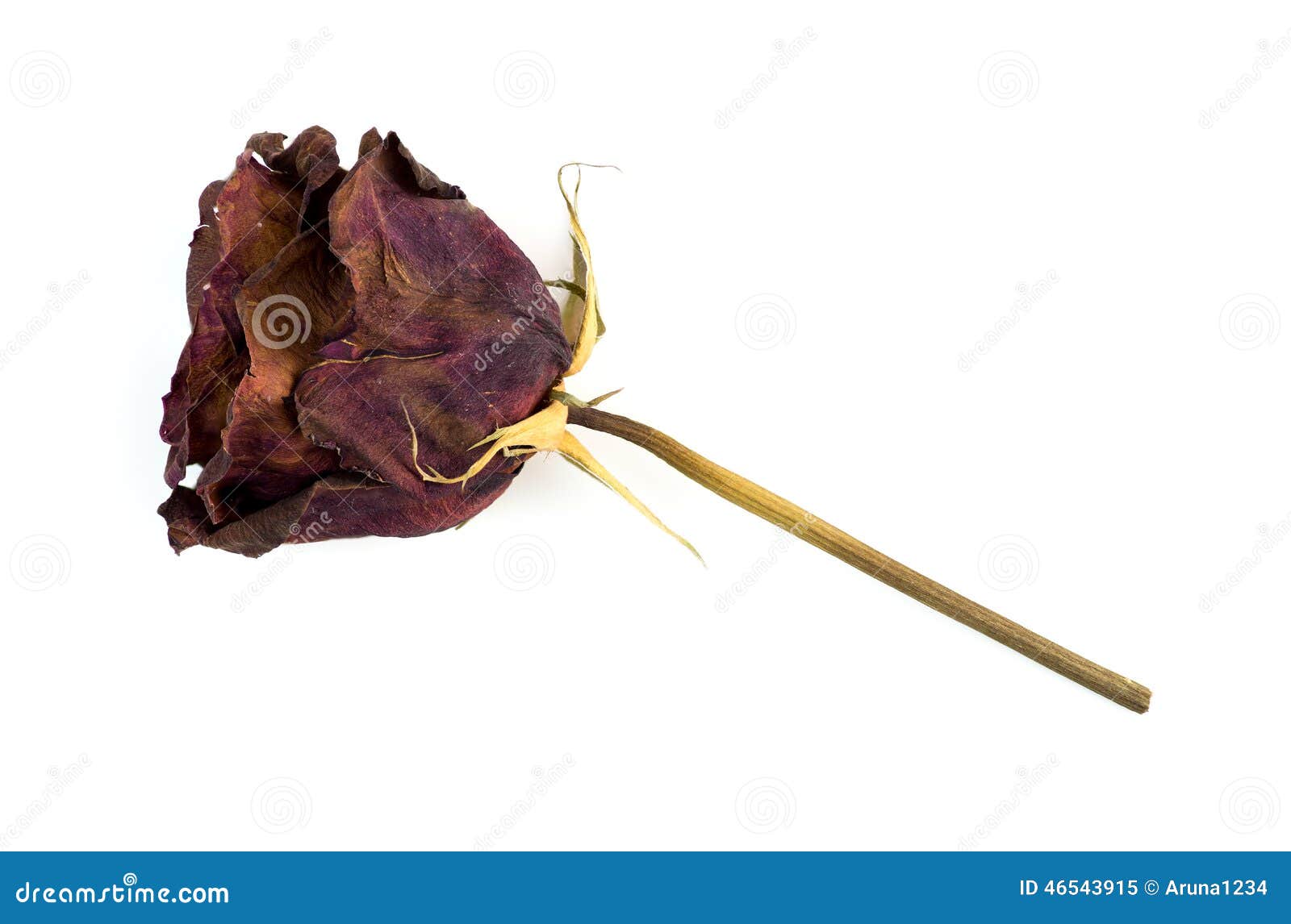 Single Dead Dried Rose Flower Isolated On White Stock Image - Image of