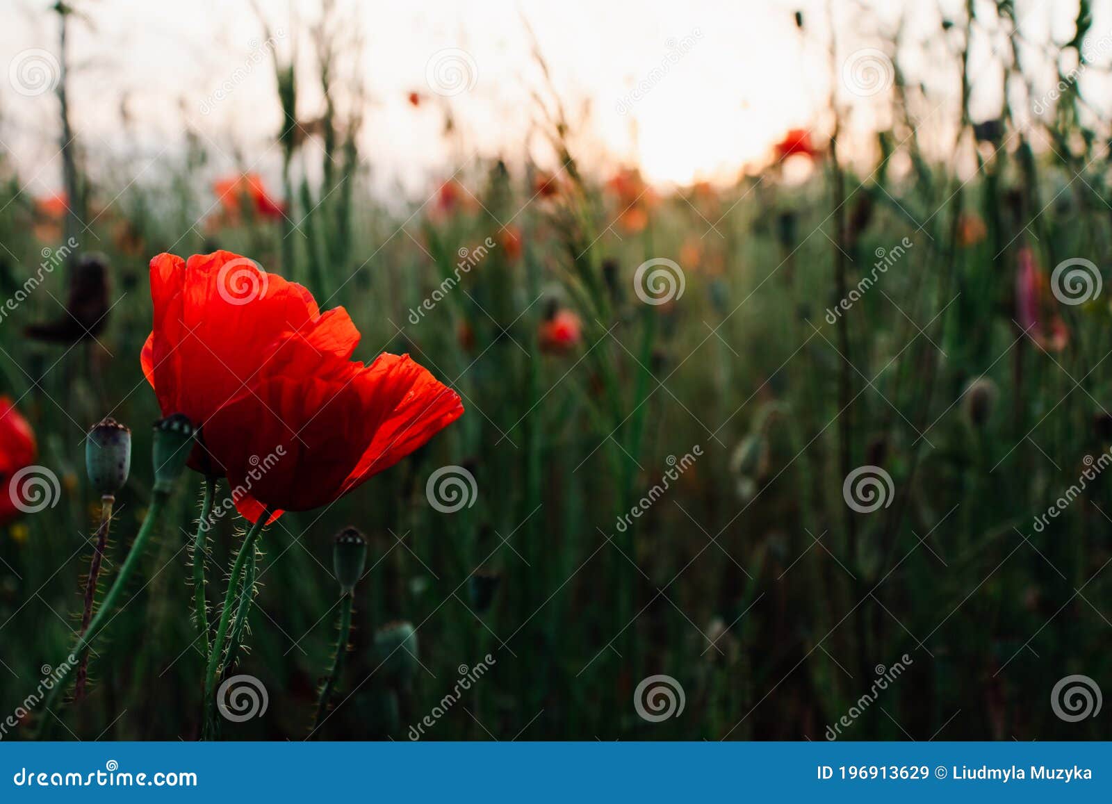 Single Deep Red Color Poppy Flower Growing on a Green Wild Summer Field ...