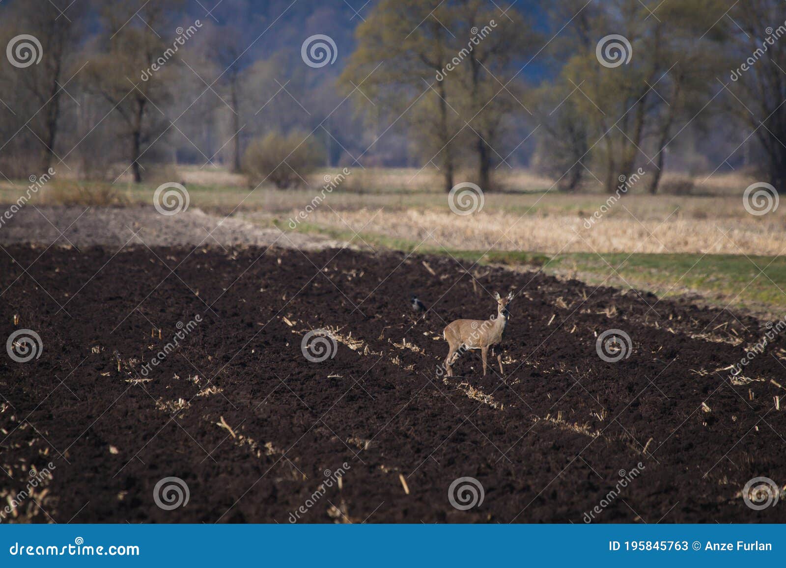 Single Deer on a Field Eating Grass and Seeds with Visible Trees and