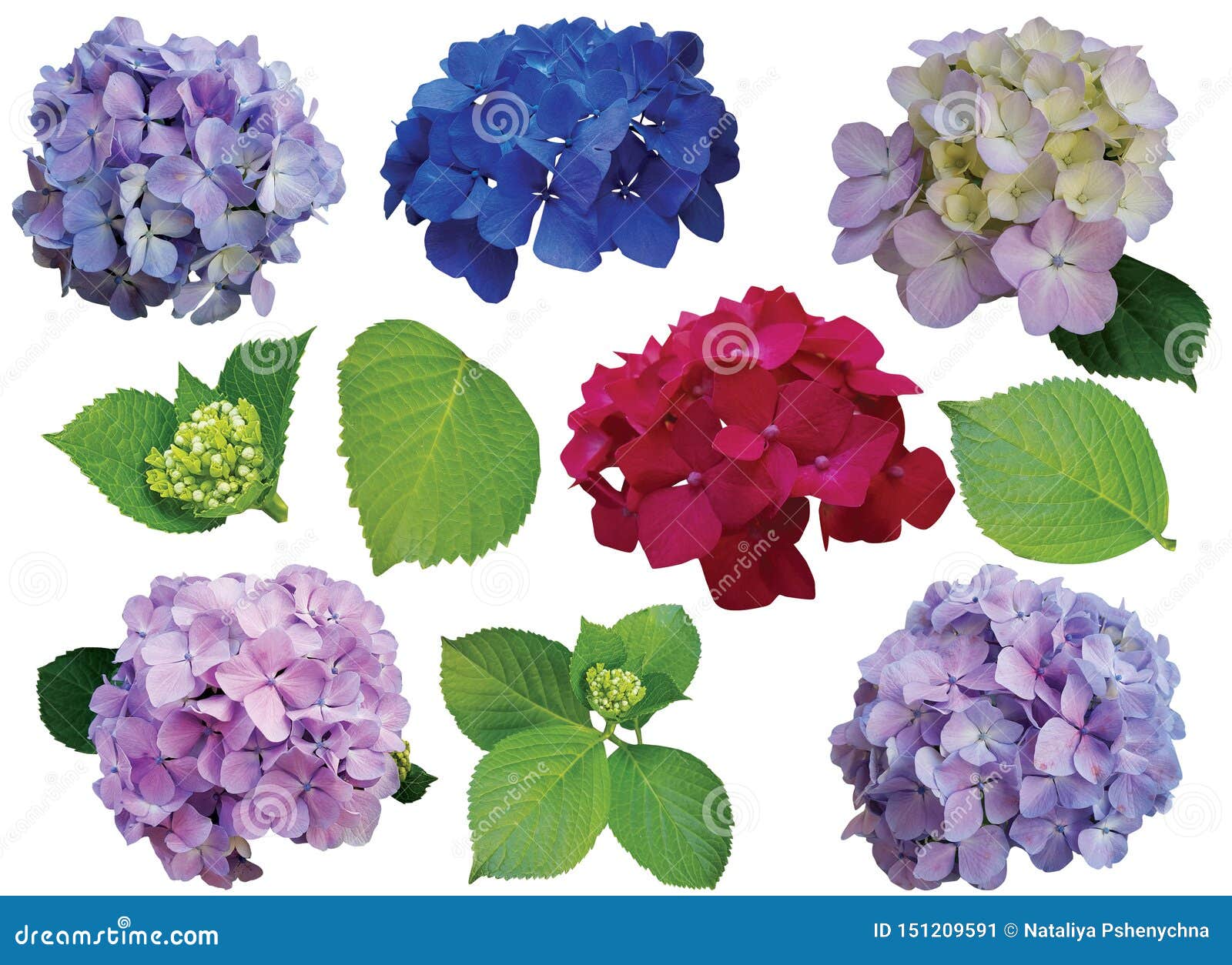 Single Different Hydrangea Flowers On White Background Stock Image