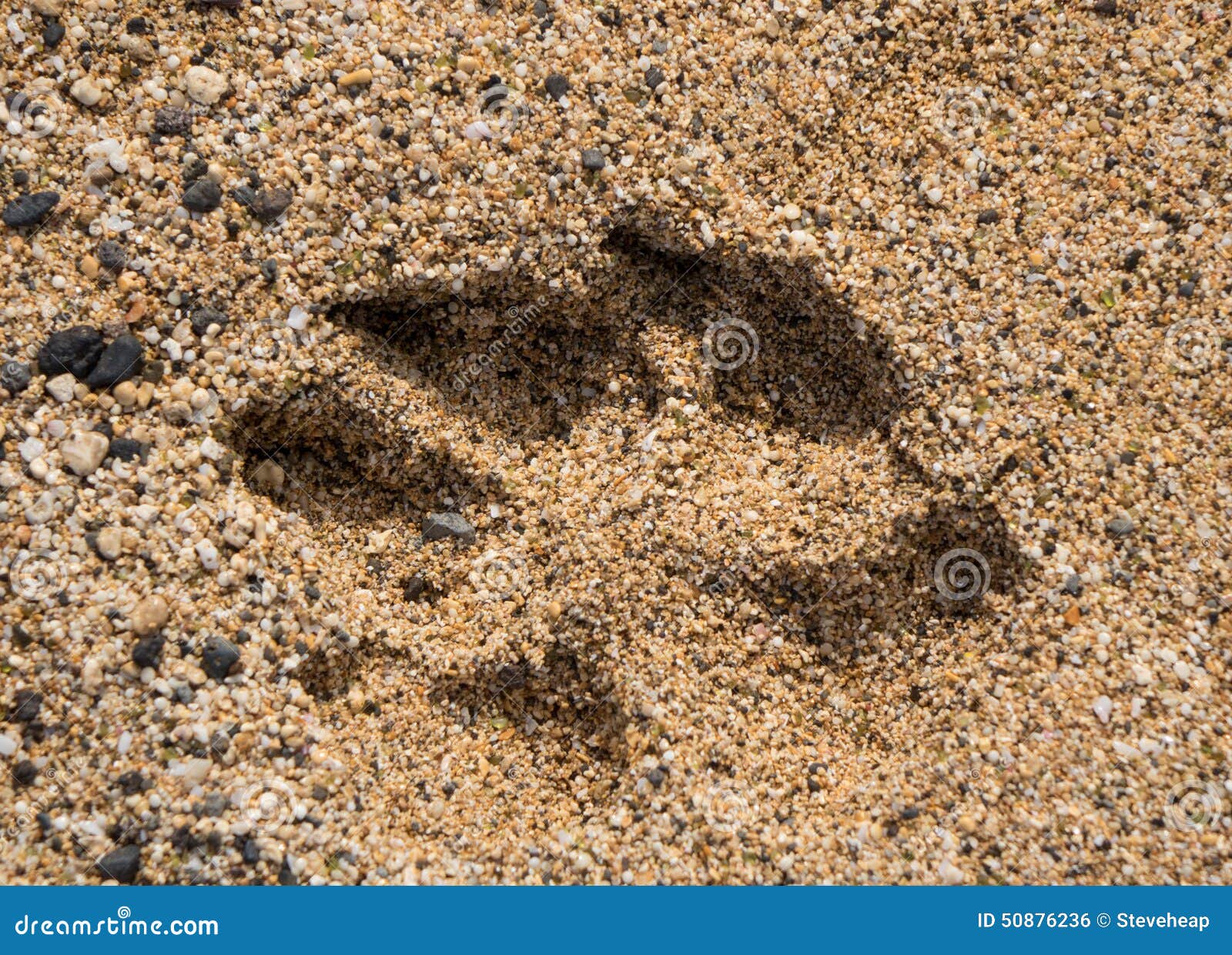 Single Dog Paw Print in Sand Stock Photo Image of foot, shape 50876236