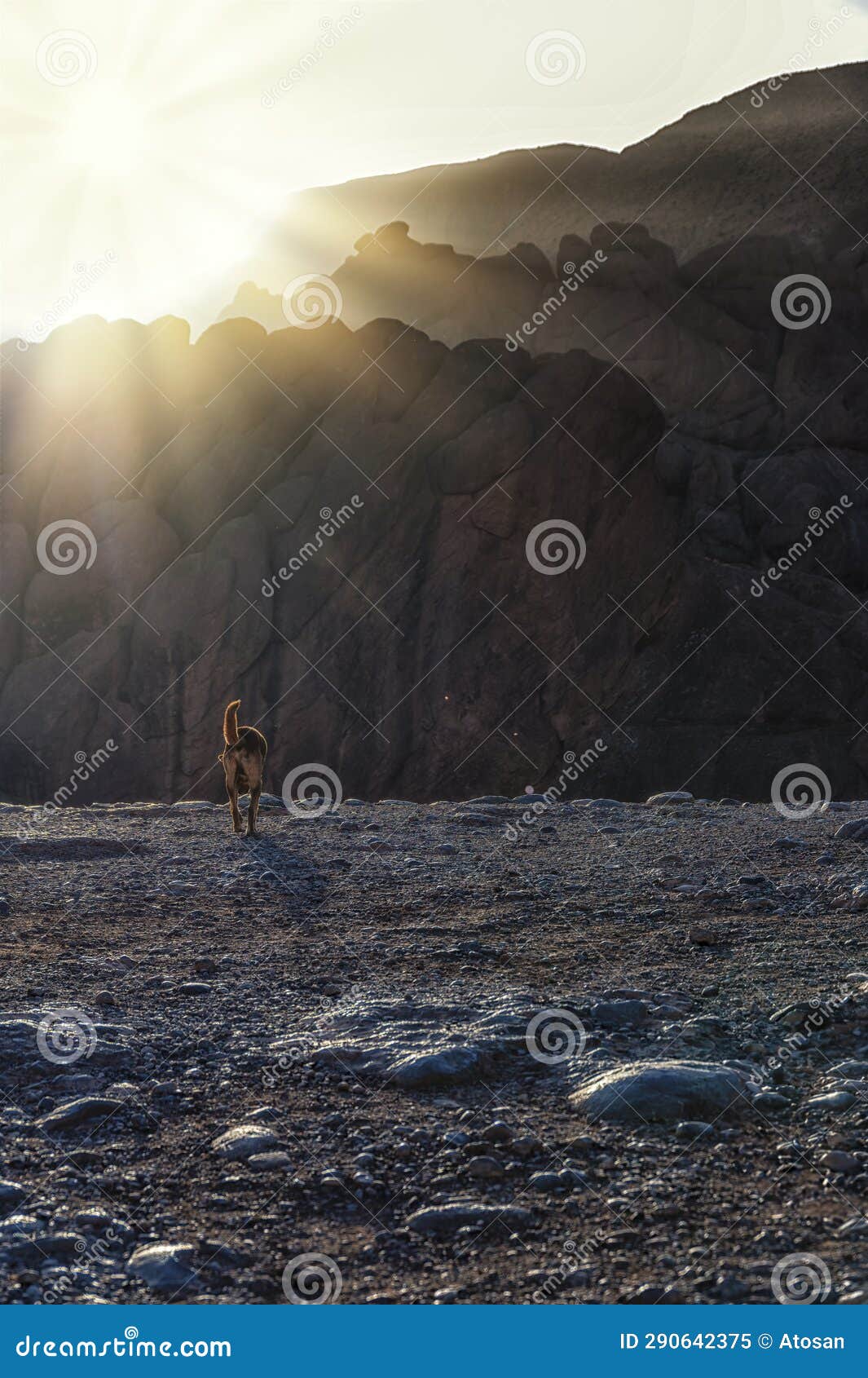 a single dog walks towards the monkey fingers mountain ridge