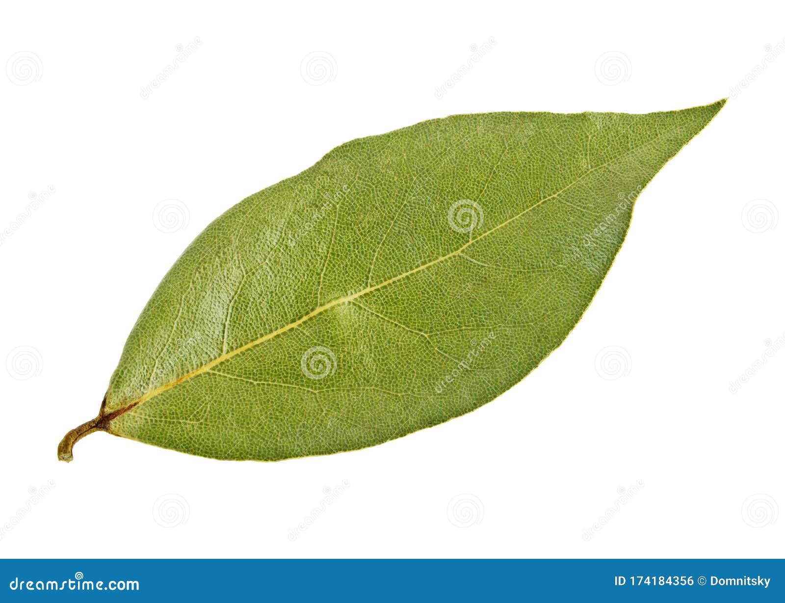 Single Dried Bay Laurel Leaf Isolated on White Background Stock Photo