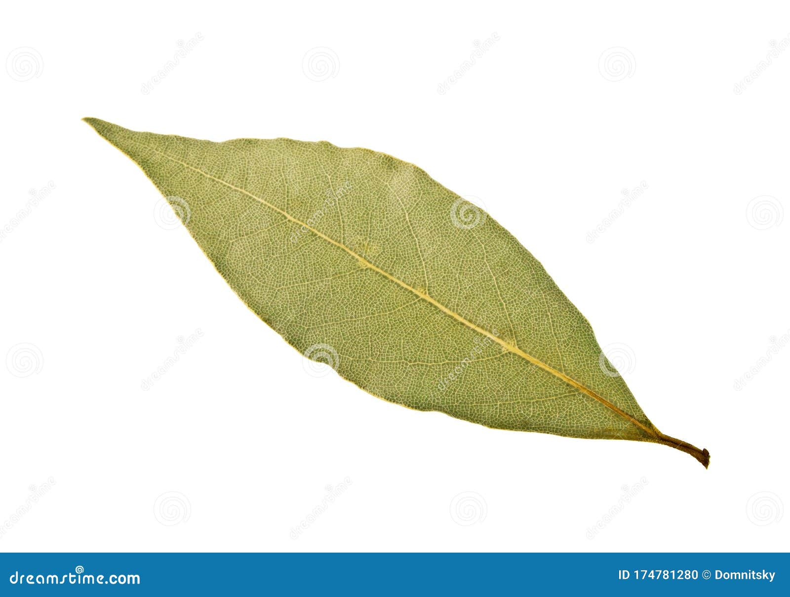 Single Dried Bay Leaf Isolated on White Background Stock Photo Image