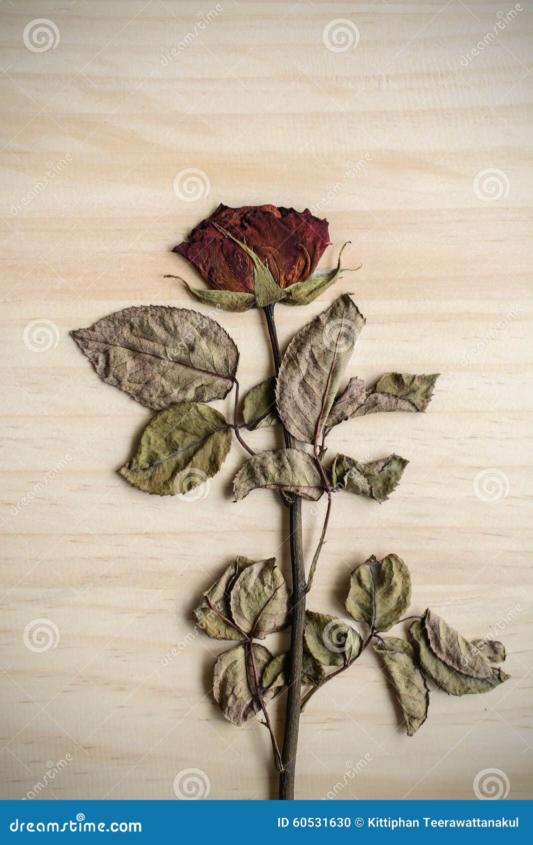 Single Dried Rose Flower Isolated on Wood Stock Photo - Image of dead,  wood: 60531630