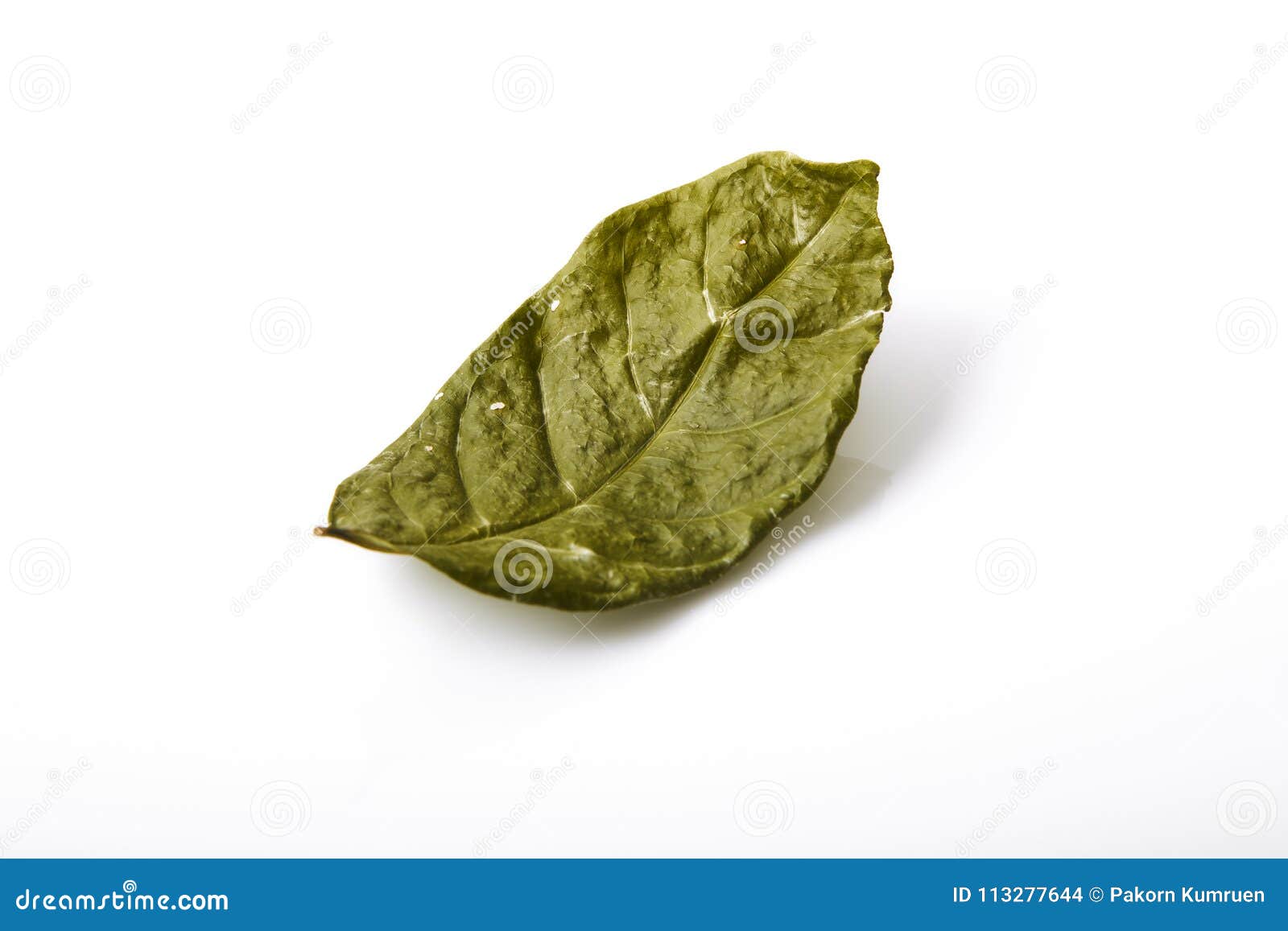 Single dry green leaf leaf stock photo. Image of minimal 113277644