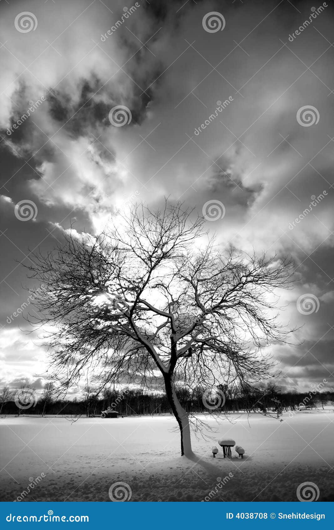 Survivor tree hi-res stock photography and images - Alamy