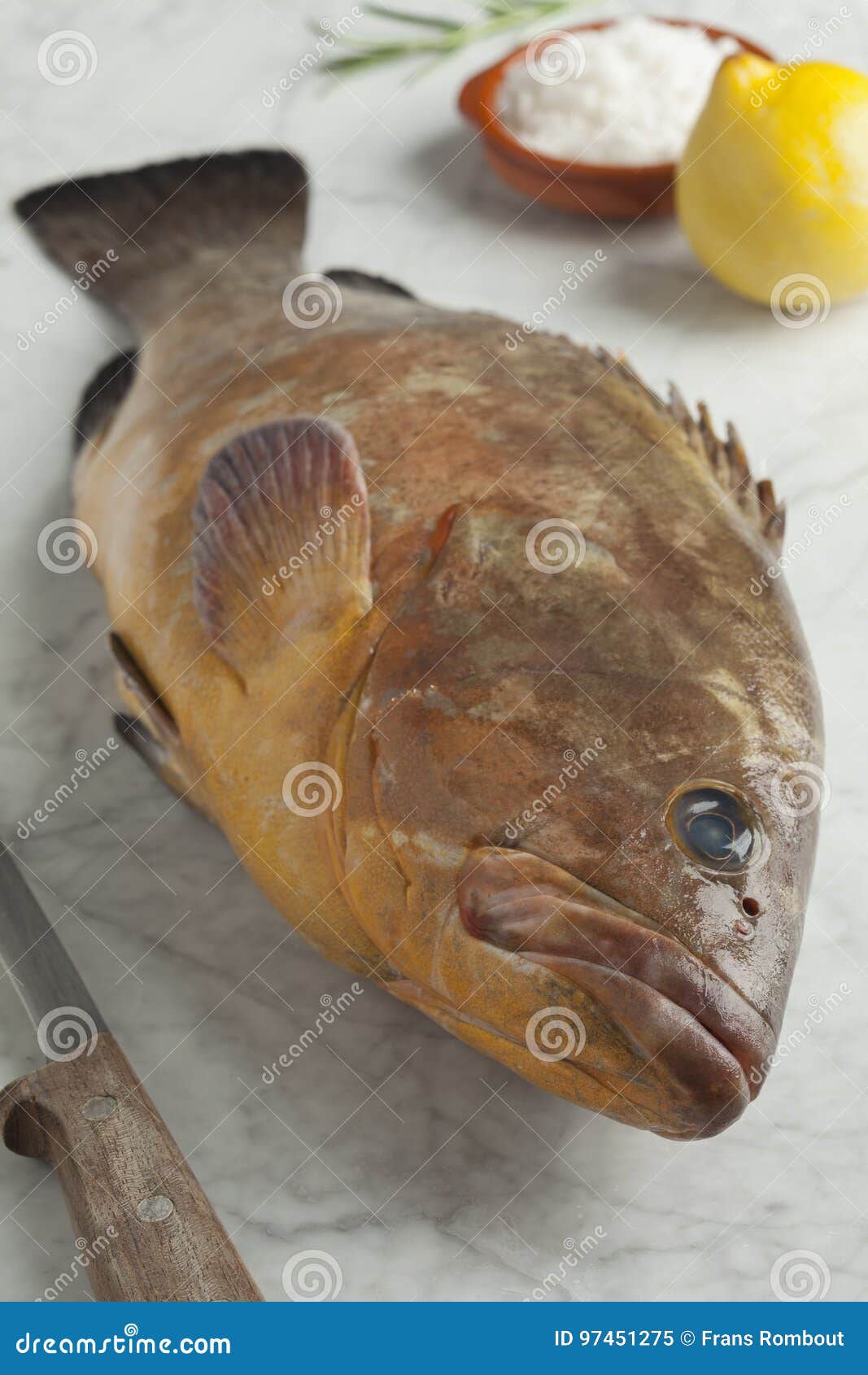 single dusky grouper