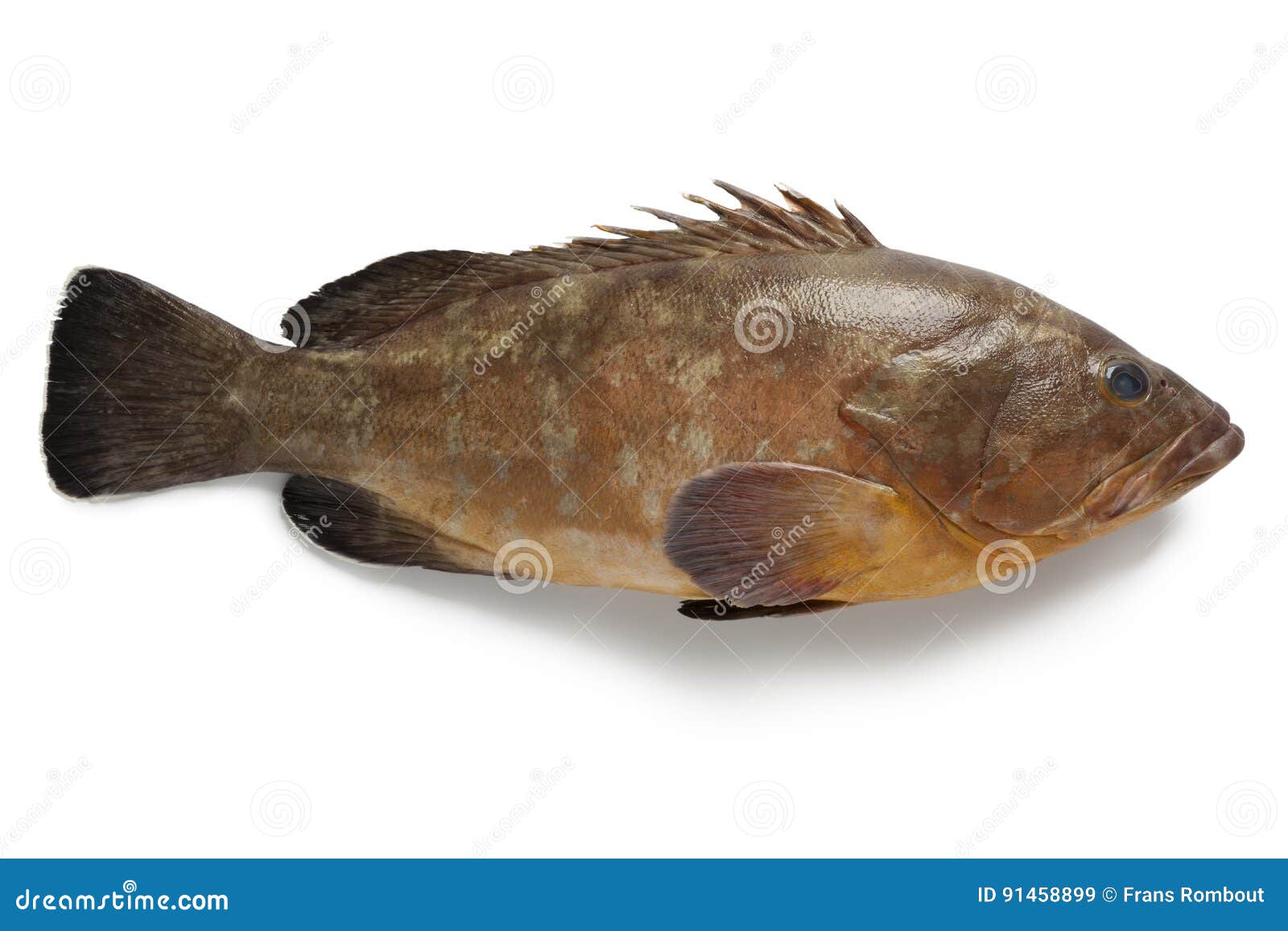 single dusky grouper