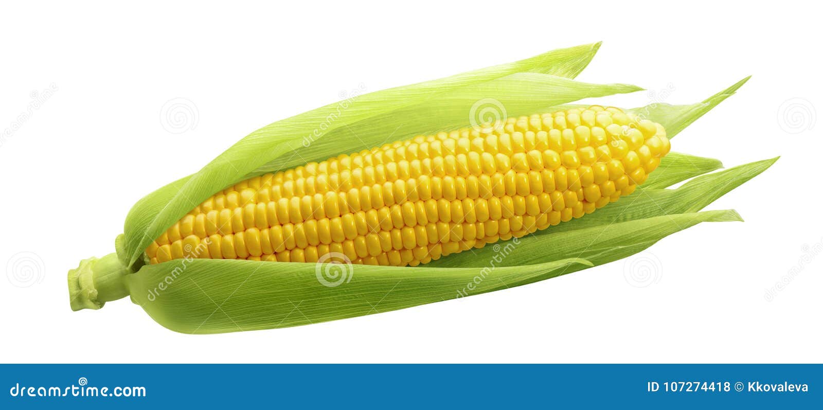 single ear of corn  on white background