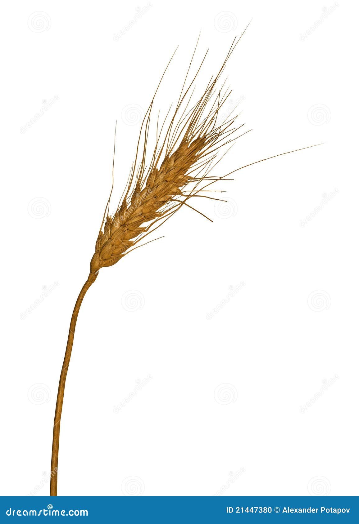 Single Ear Of Wheat Isolated On White Stock Photo - Image 