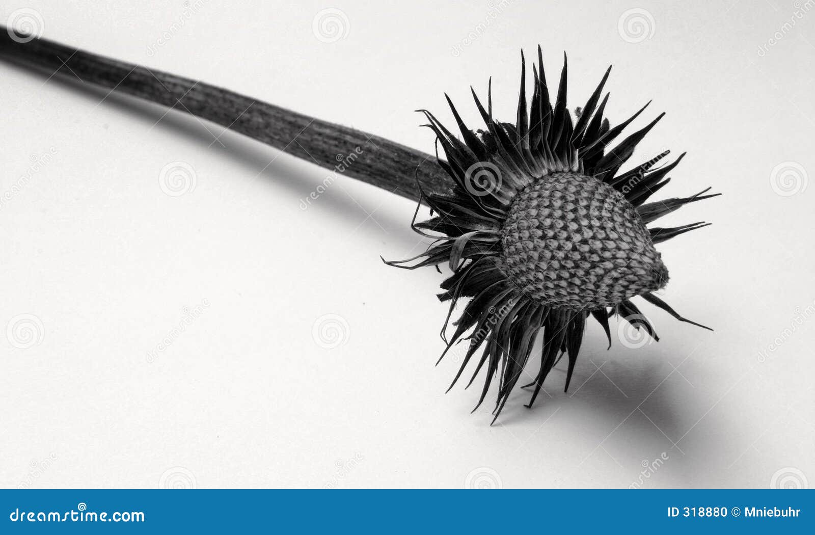 Single Echinacea Purpura Seed Head Isolated Stock Photo Image of cone