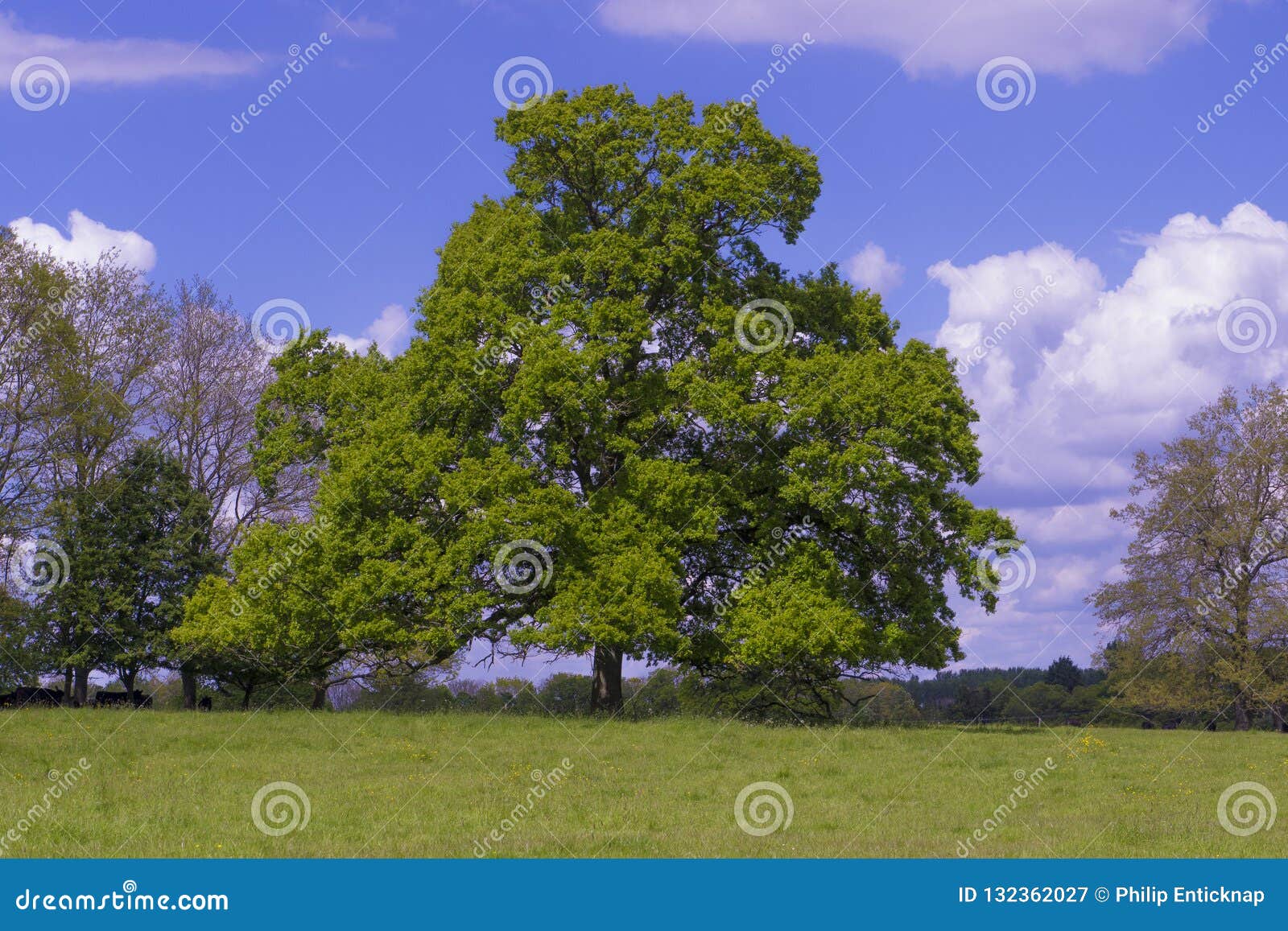 oak tree quercus robur