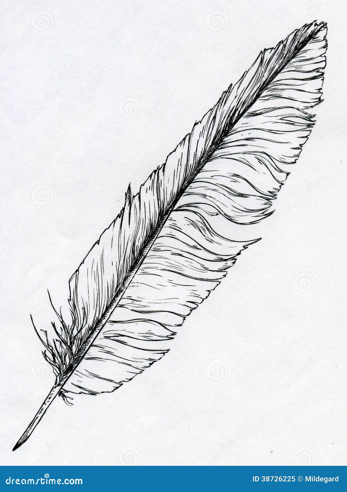 sketch pen writing Ink Single Feather Illustration Drawn With Stock sketch pen writing Ink Single Feather Illustration Drawn With Stock