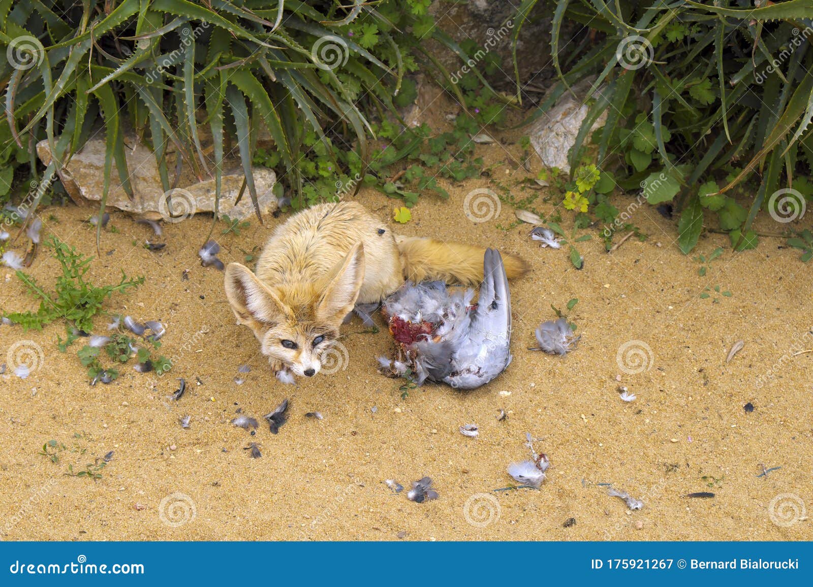 Single Fennec Fox, Vulpes Zerda, with Prey in a Zoological Garden Stock