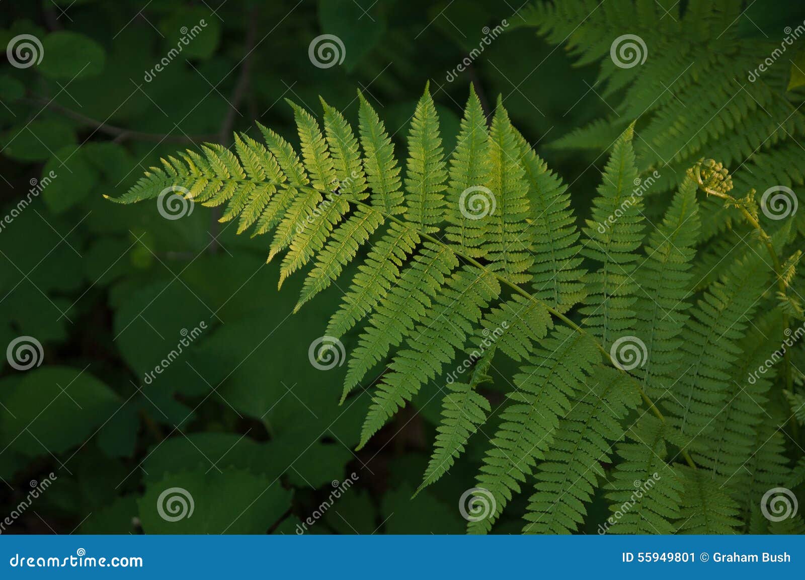 Single Fern stock image. Image of dark, single, closeup - 55949801