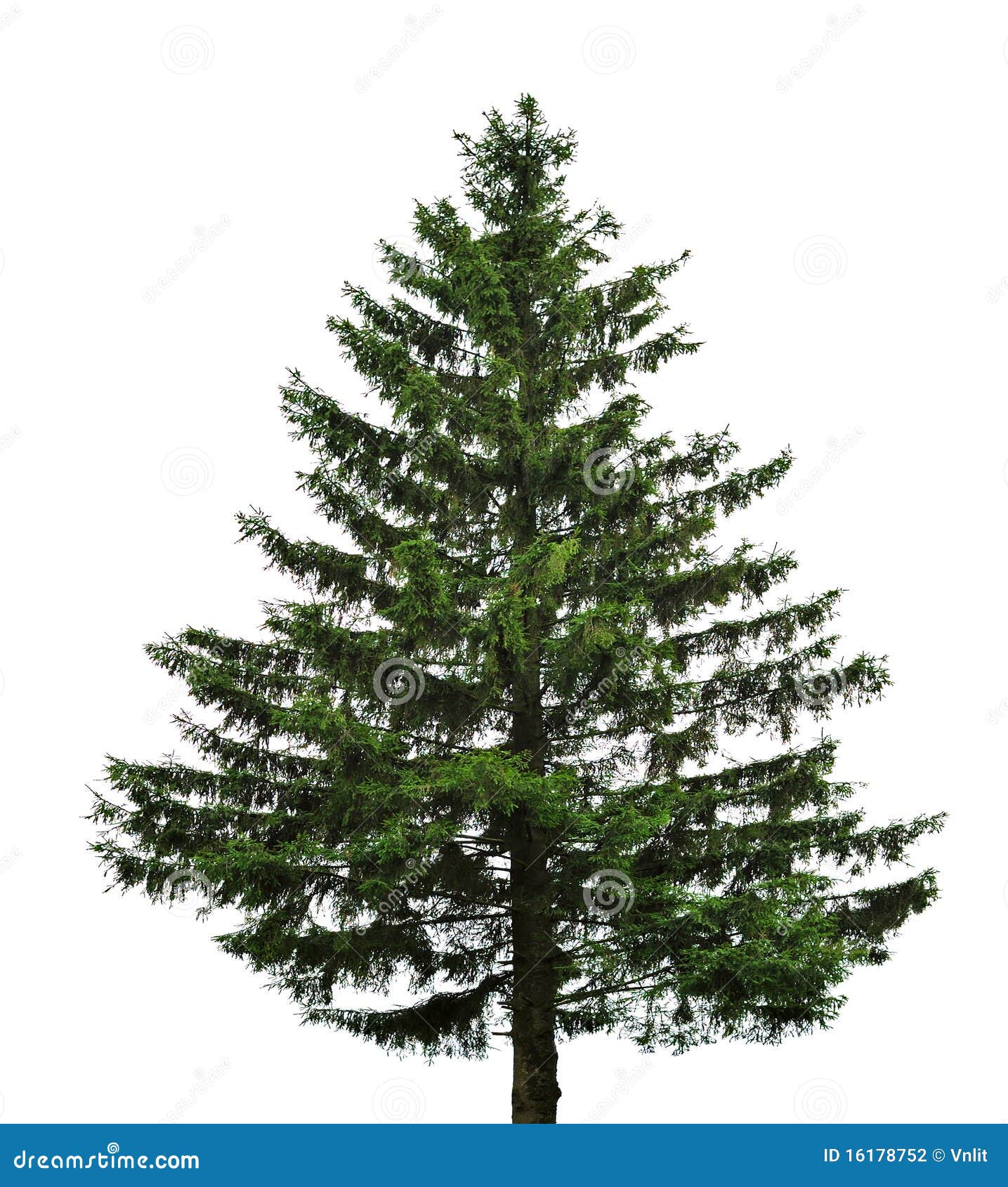 single fir tree