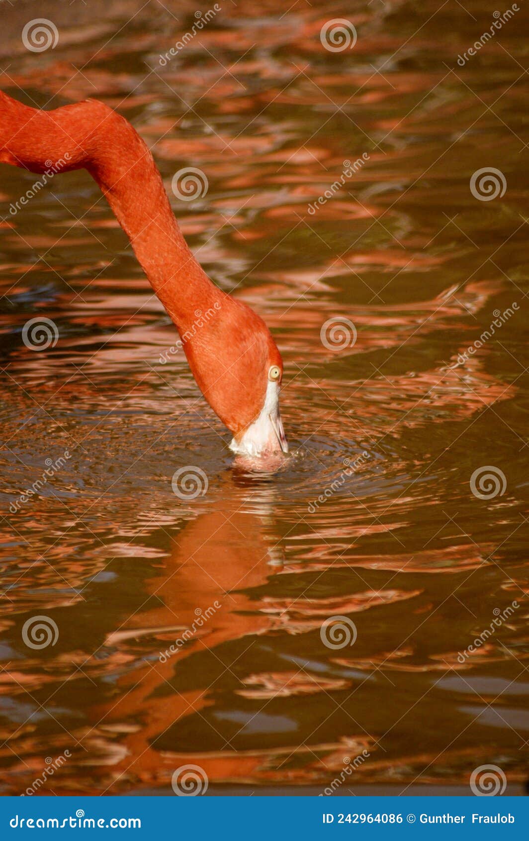 flamingos eating shrimp