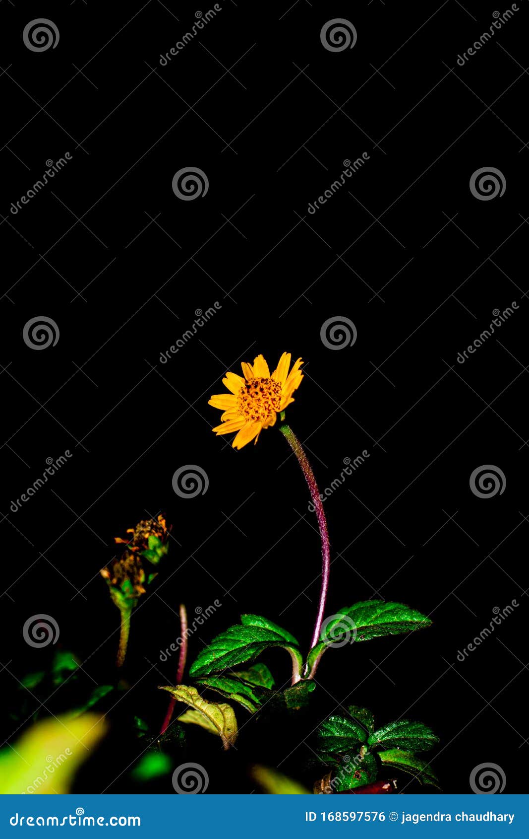 Single Flower with Black Background Wallpaper. Stock Photo - Image of  flowerwallpaper, single: 168597576