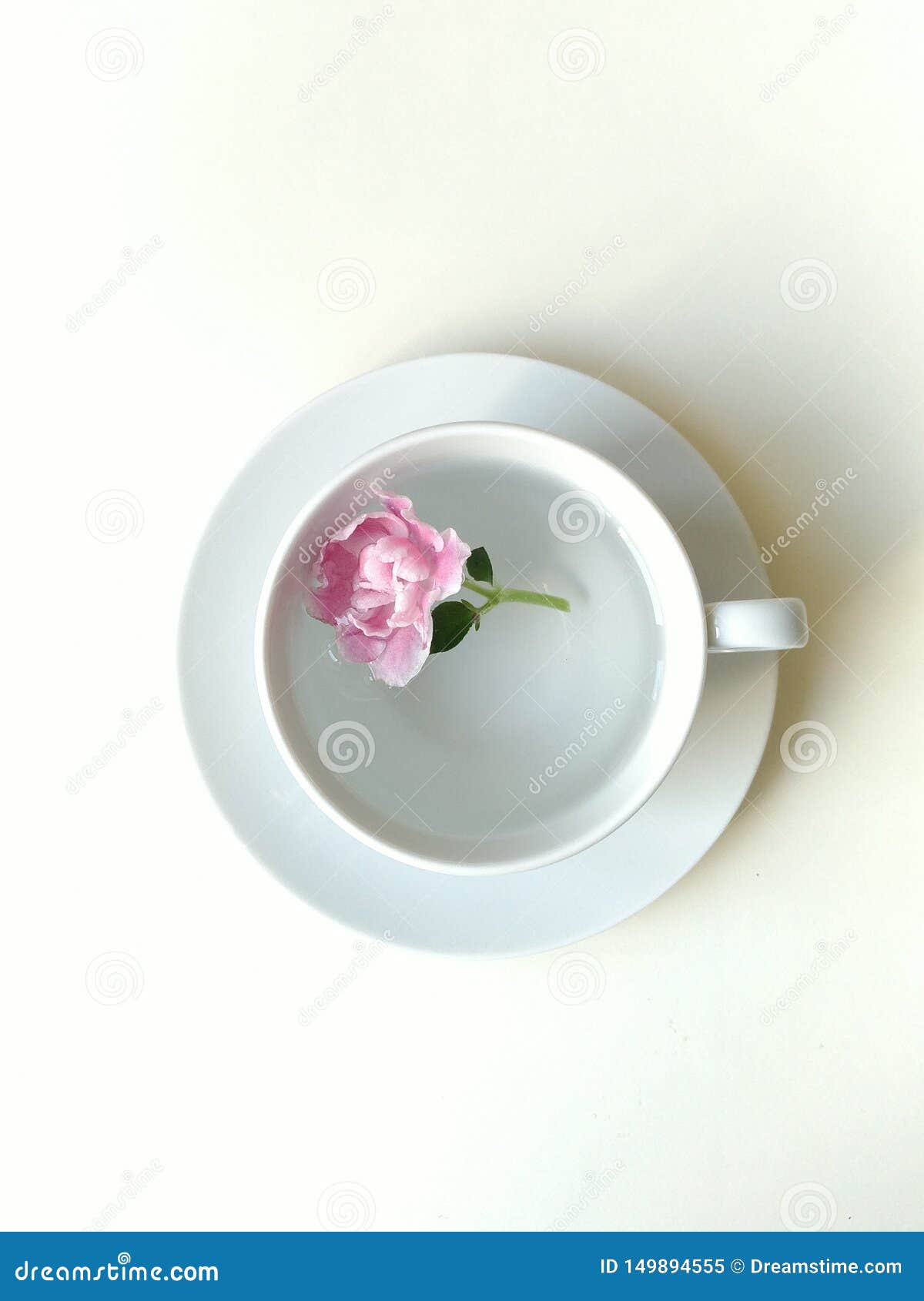 Single Flower Bud In A Cup Of Water Stock Image Image Of Fringe Glass Single Flower Bud In A Cup Of Water Stock Image Image Of Fringe Glass