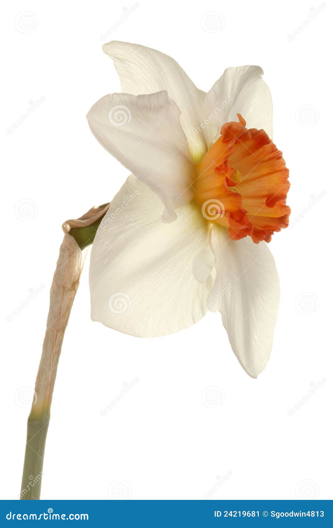 single flower of a daffodil cultivar