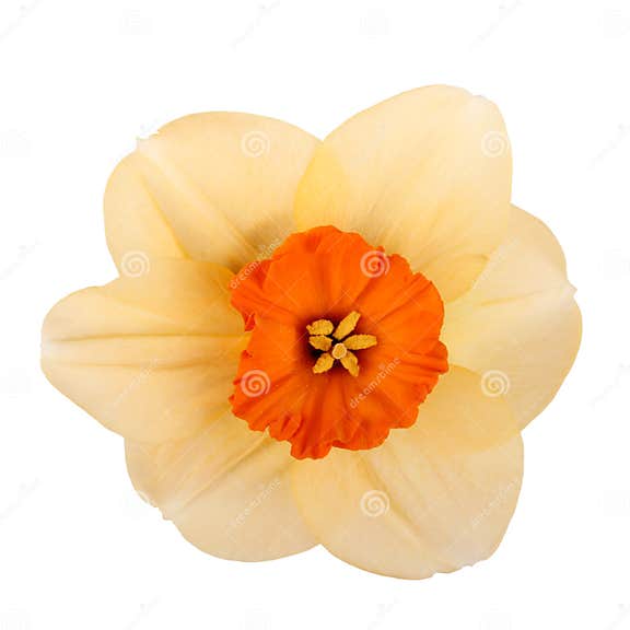 Single Flower of a Daffodil Cultivar Stock Photo - Image of flower ...