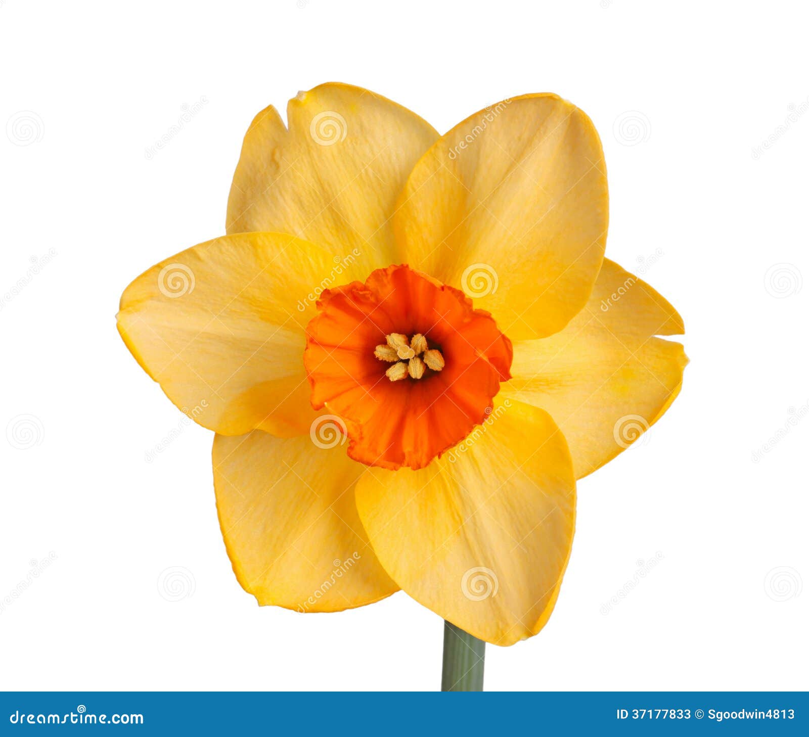 Single Flower White Background No Watermark