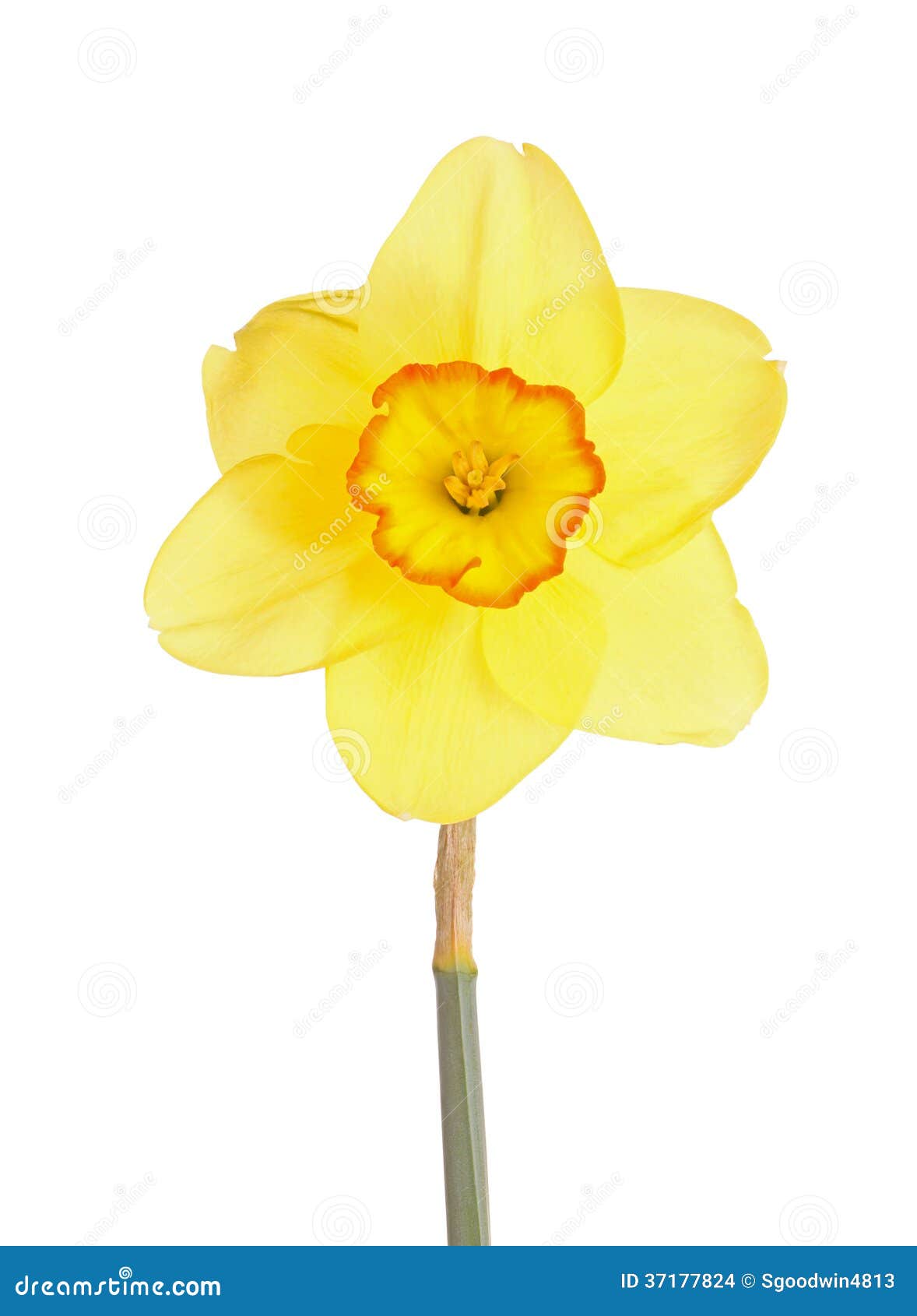 images clipart jonquilles - photo #17