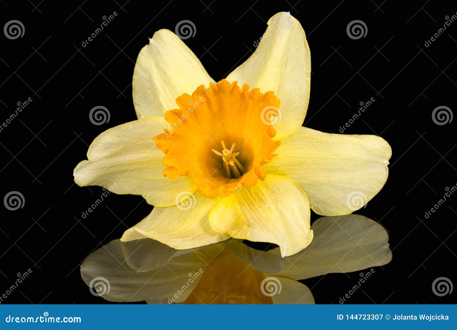 Single Flower of Daffodil Narcissus on Black Background Stock Image