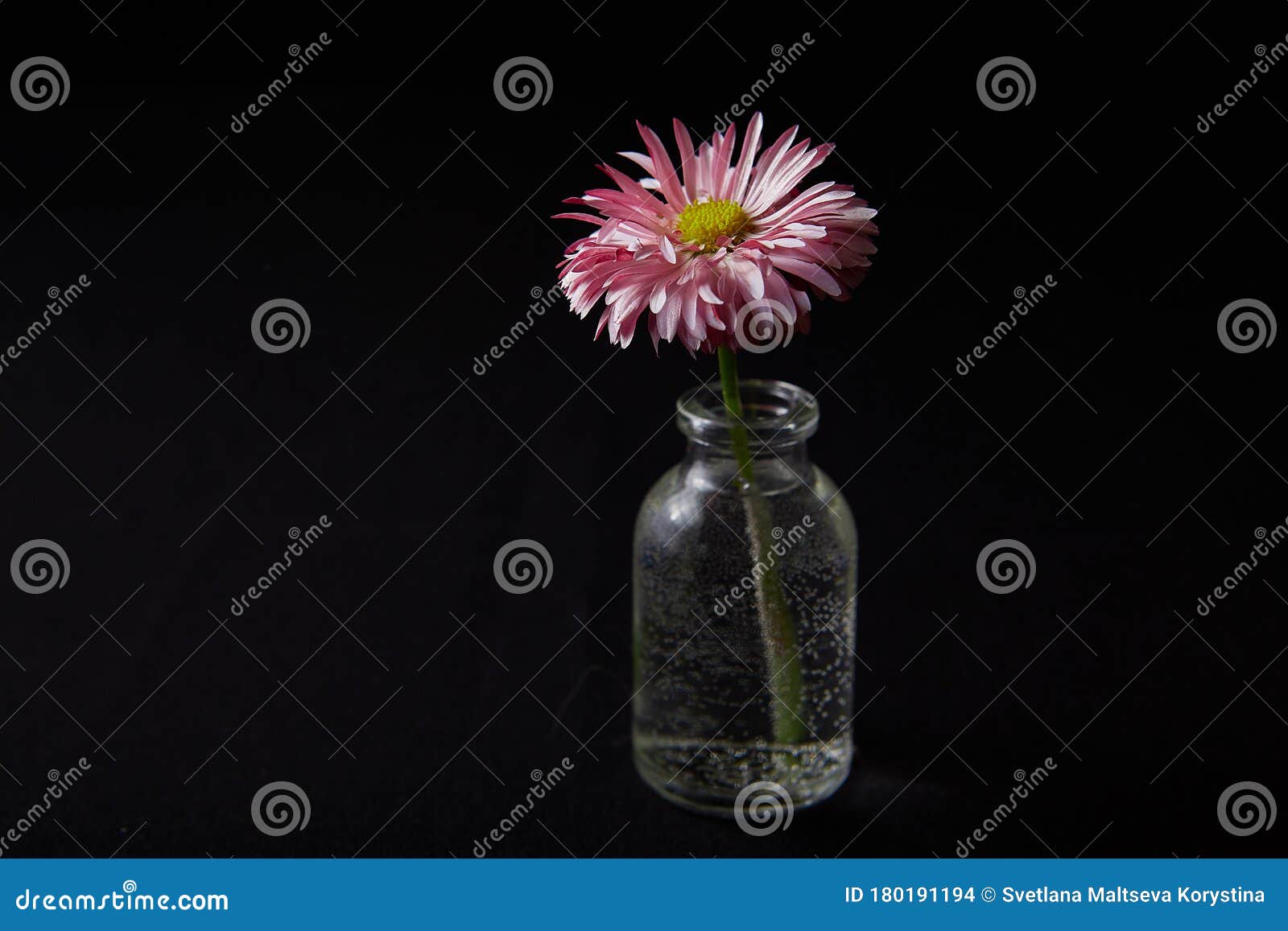 Single Flower in Glass Vase on Black Background Stock Photo Image of