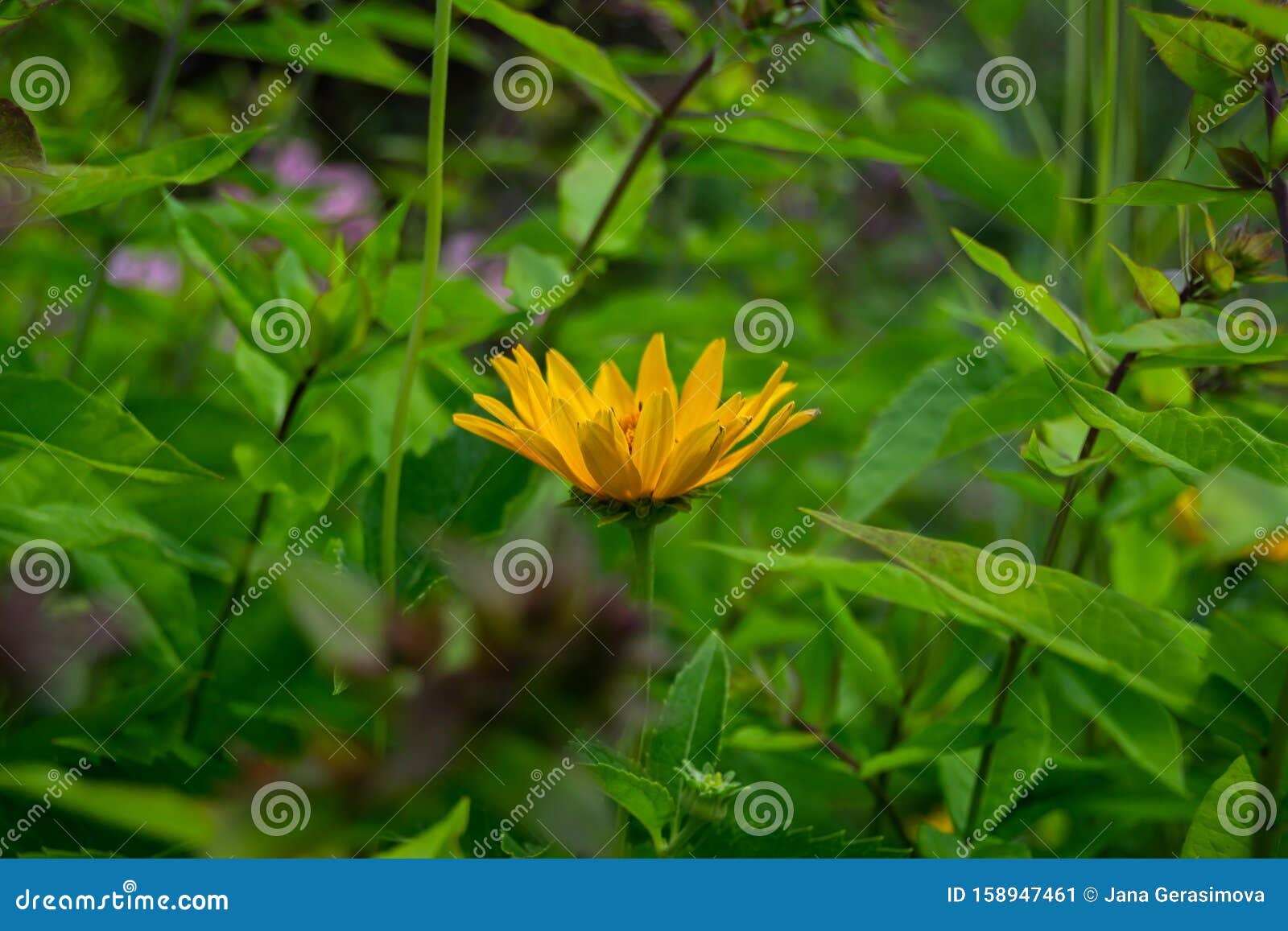 beautiful yellow flower with fresh green background