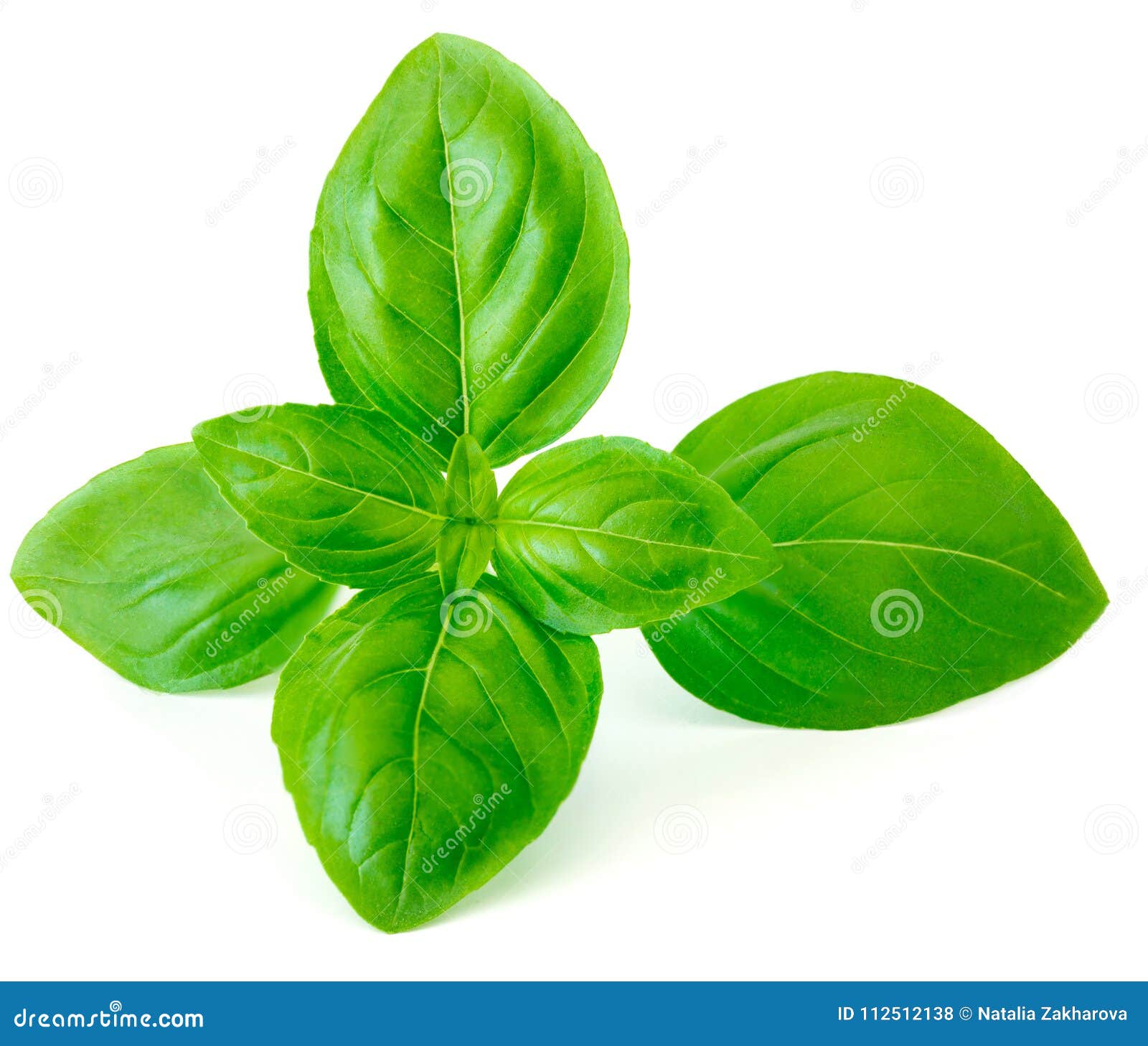 Single Fresh Basil Leaf Isolated On White Background, Macro. Sweet