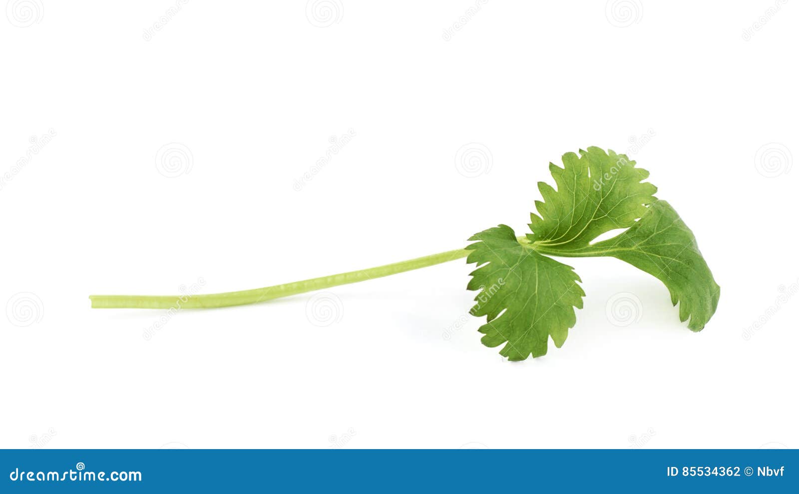 Single Fresh Coriander Leaf Stock Photo Image of culinary, background
