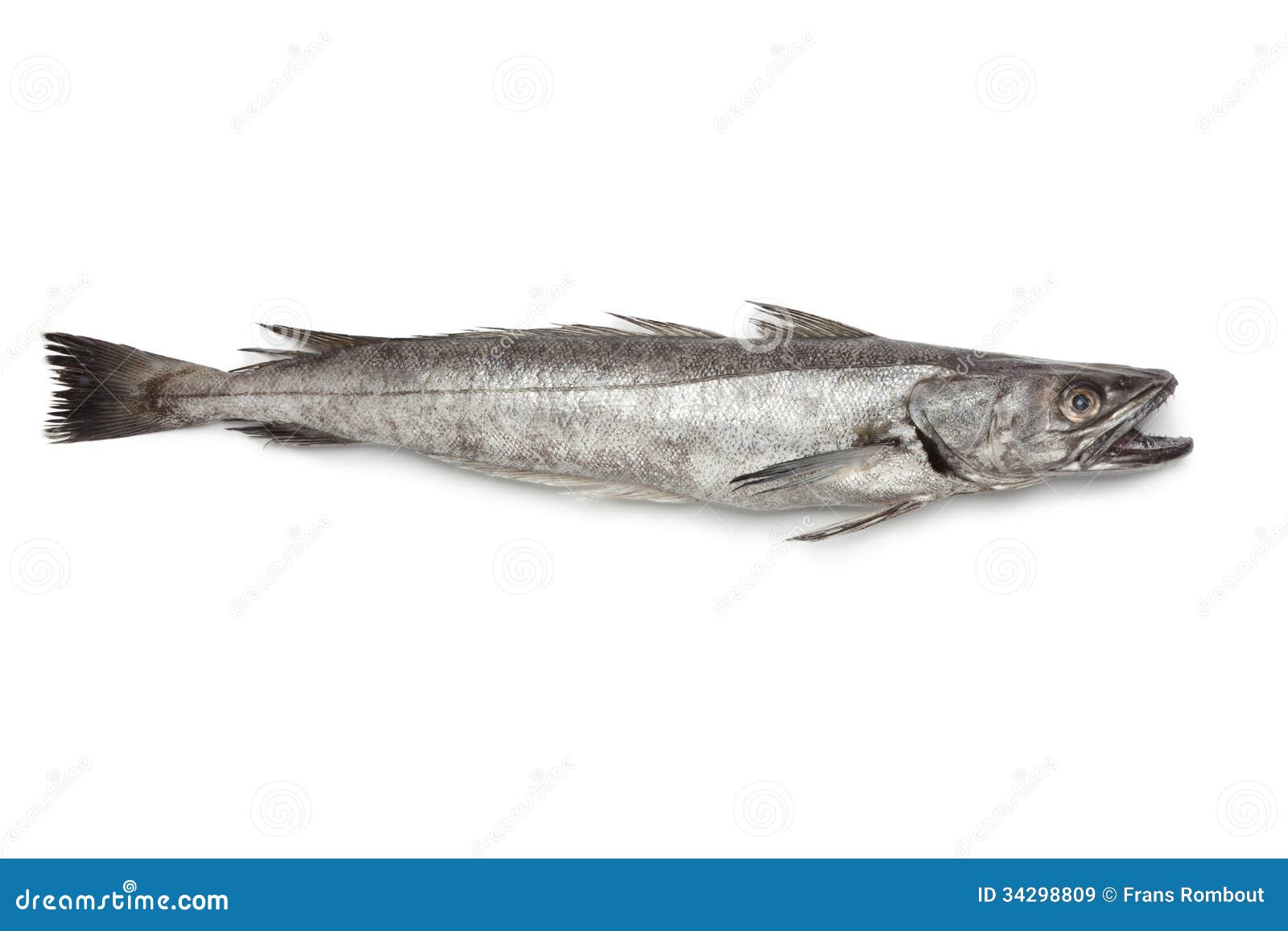 Single fresh Hake fish stock image. Image of hake, white 34298809